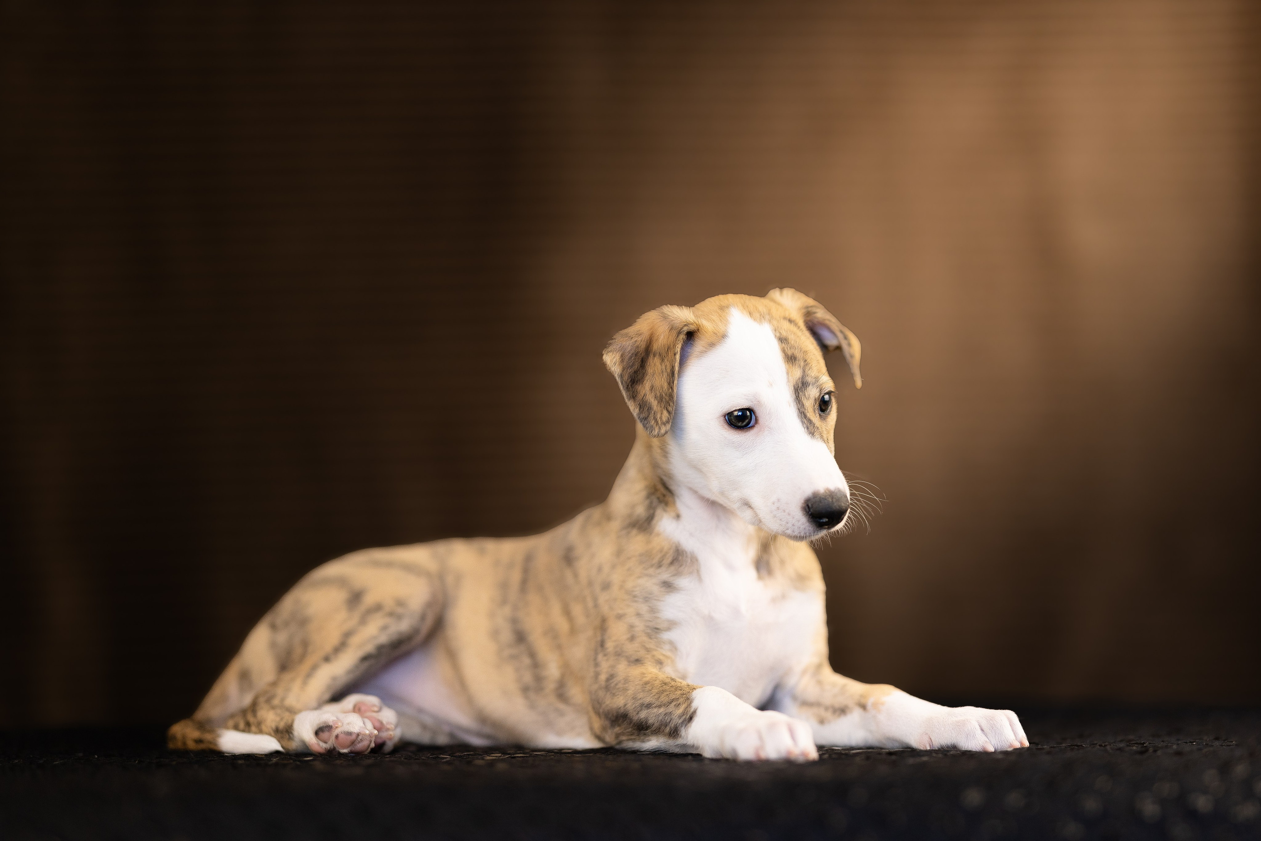 Уиппет. Фотограф и видеограф анималист Аганина Дарья