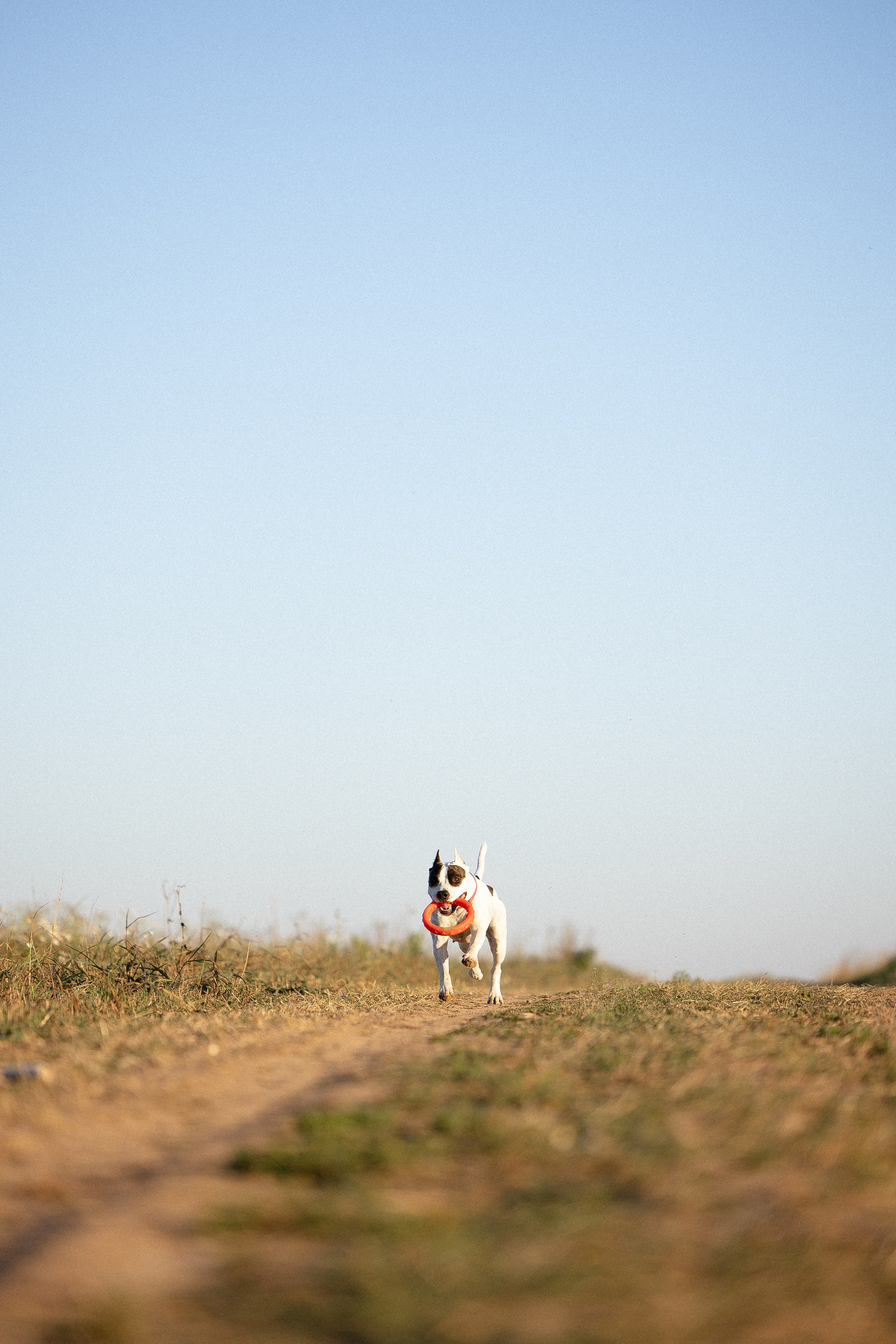 Женя, Афра и Молли. Фотограф и видеограф анималист Аганина Дарья