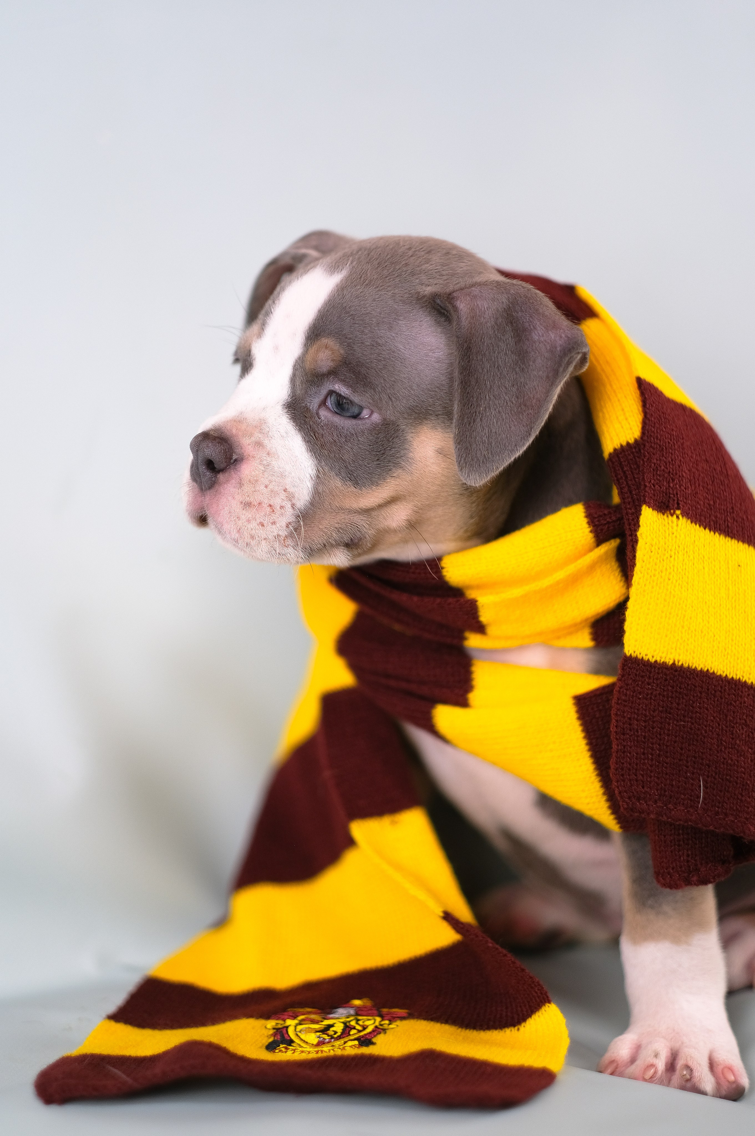 Американский Булли. Фотограф и видеограф анималист Аганина Дарья