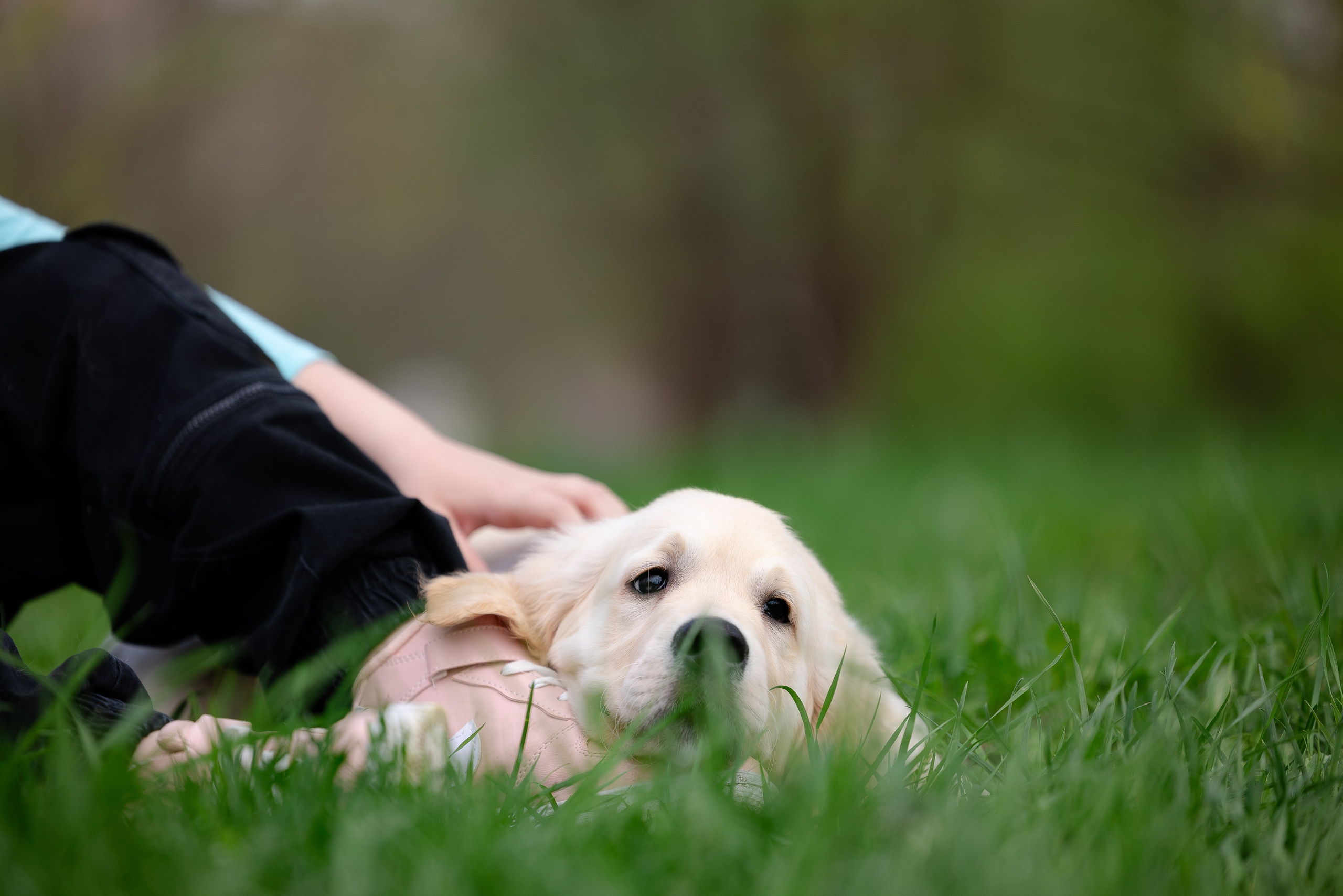 Голден ретривер. Фотограф и видеограф анималист Аганина Дарья