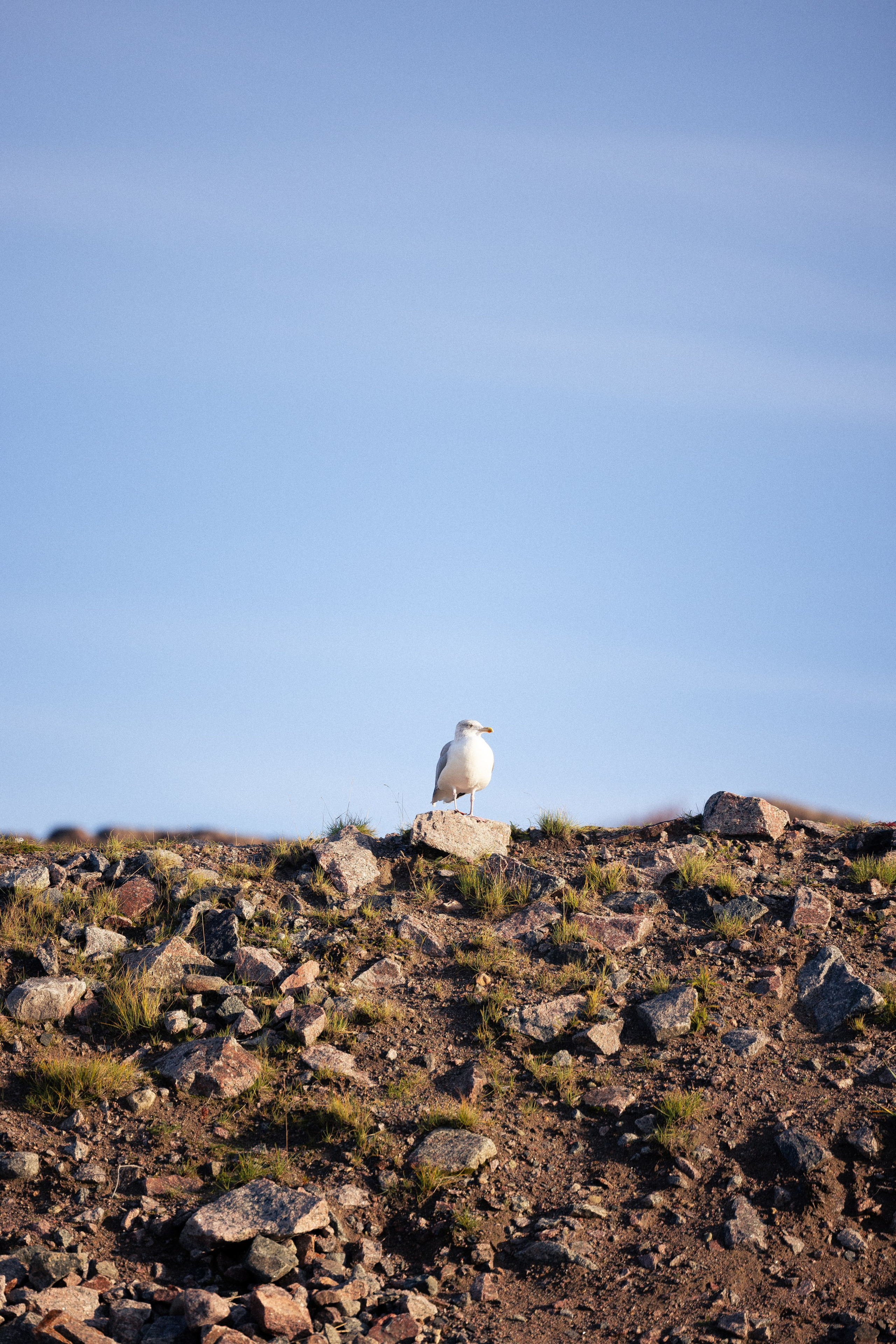 Кольский. Фотограф и видеограф анималист Аганина Дарья