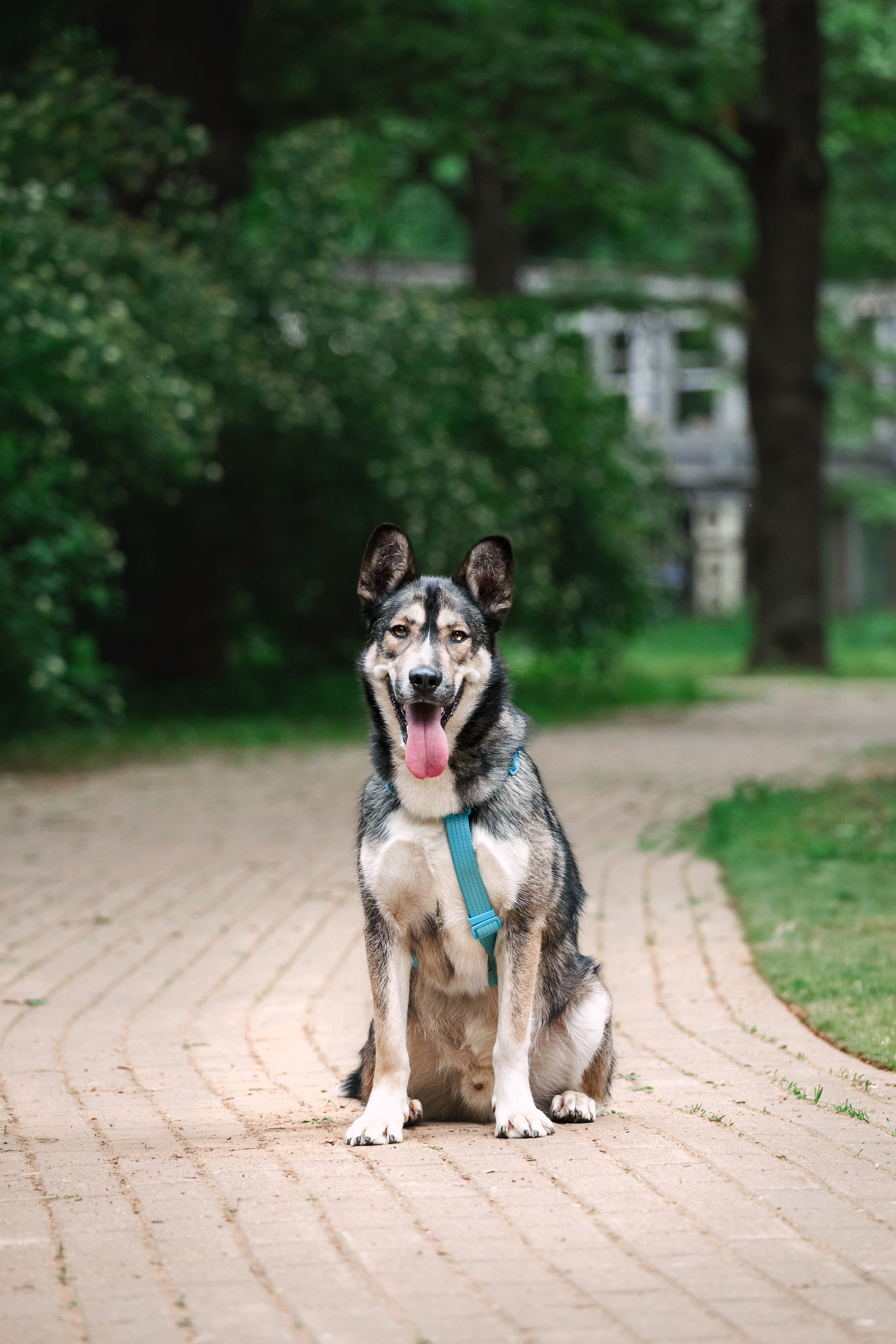 Собаки из приюта Дубовая роща лето 2025. Фотограф-анималист Татьяна Степанова