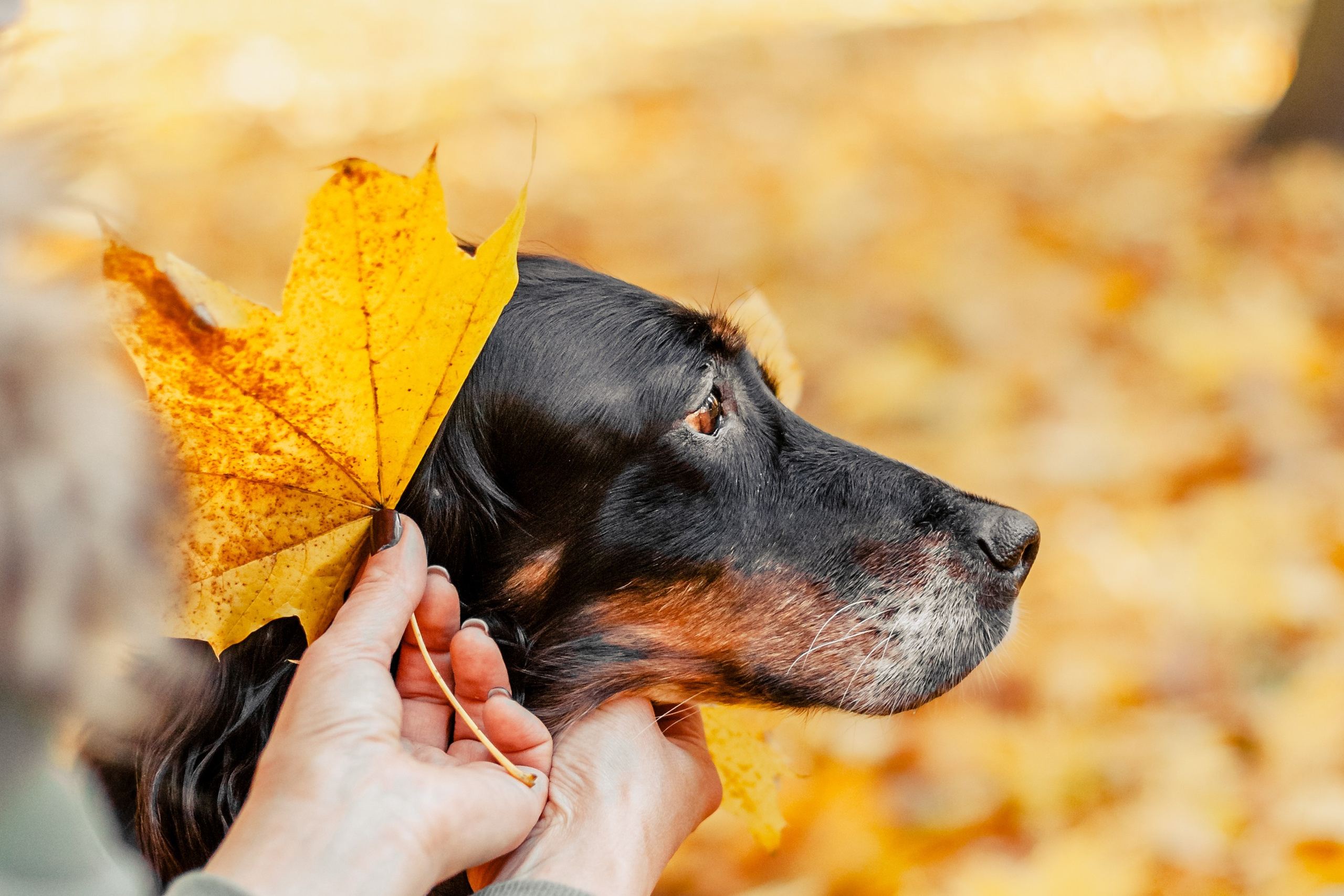 Света, Хайди, Богдана. Фотограф-анималист Татьяна Степанова