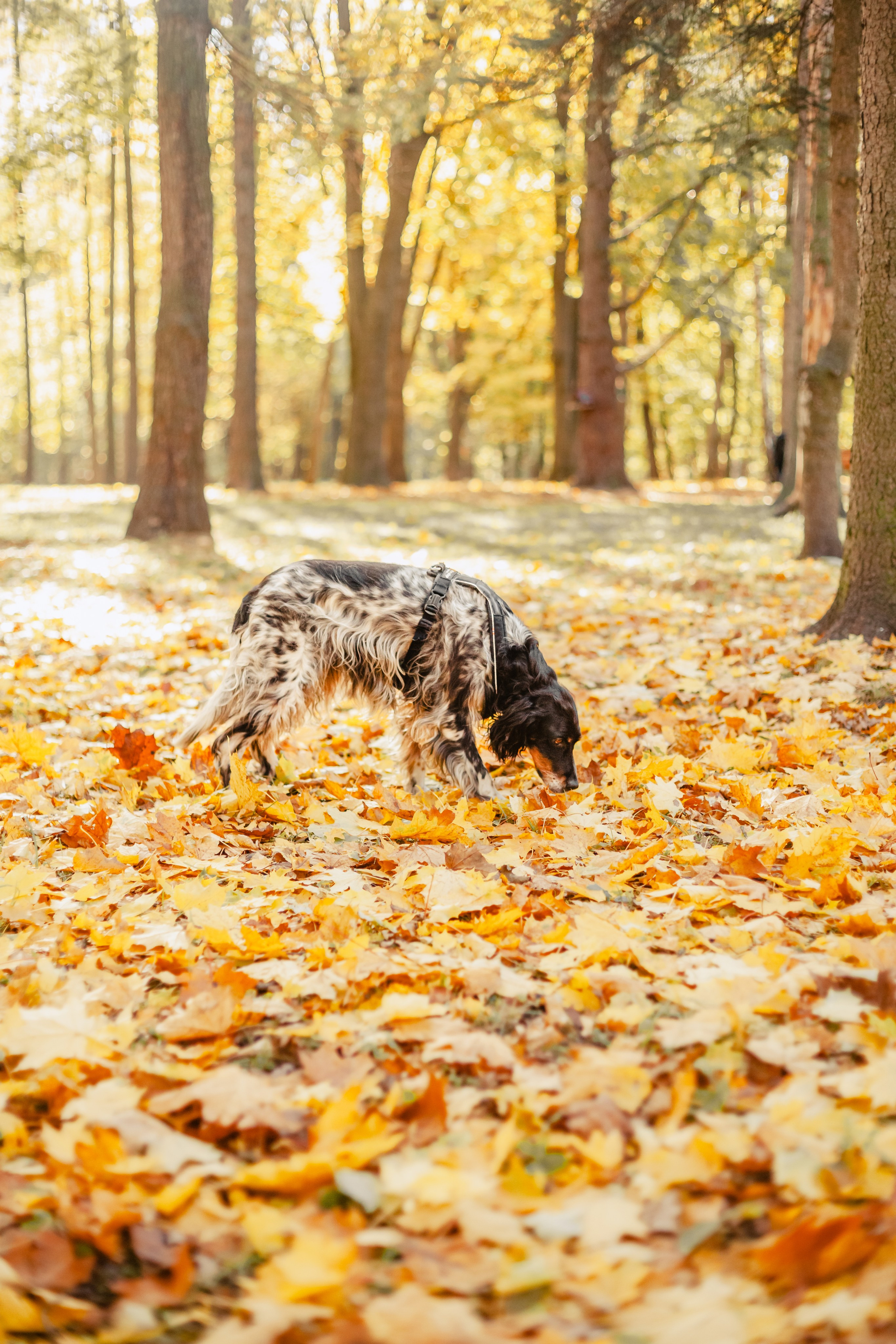 Света, Хайди, Богдана. Фотограф-анималист Татьяна Степанова