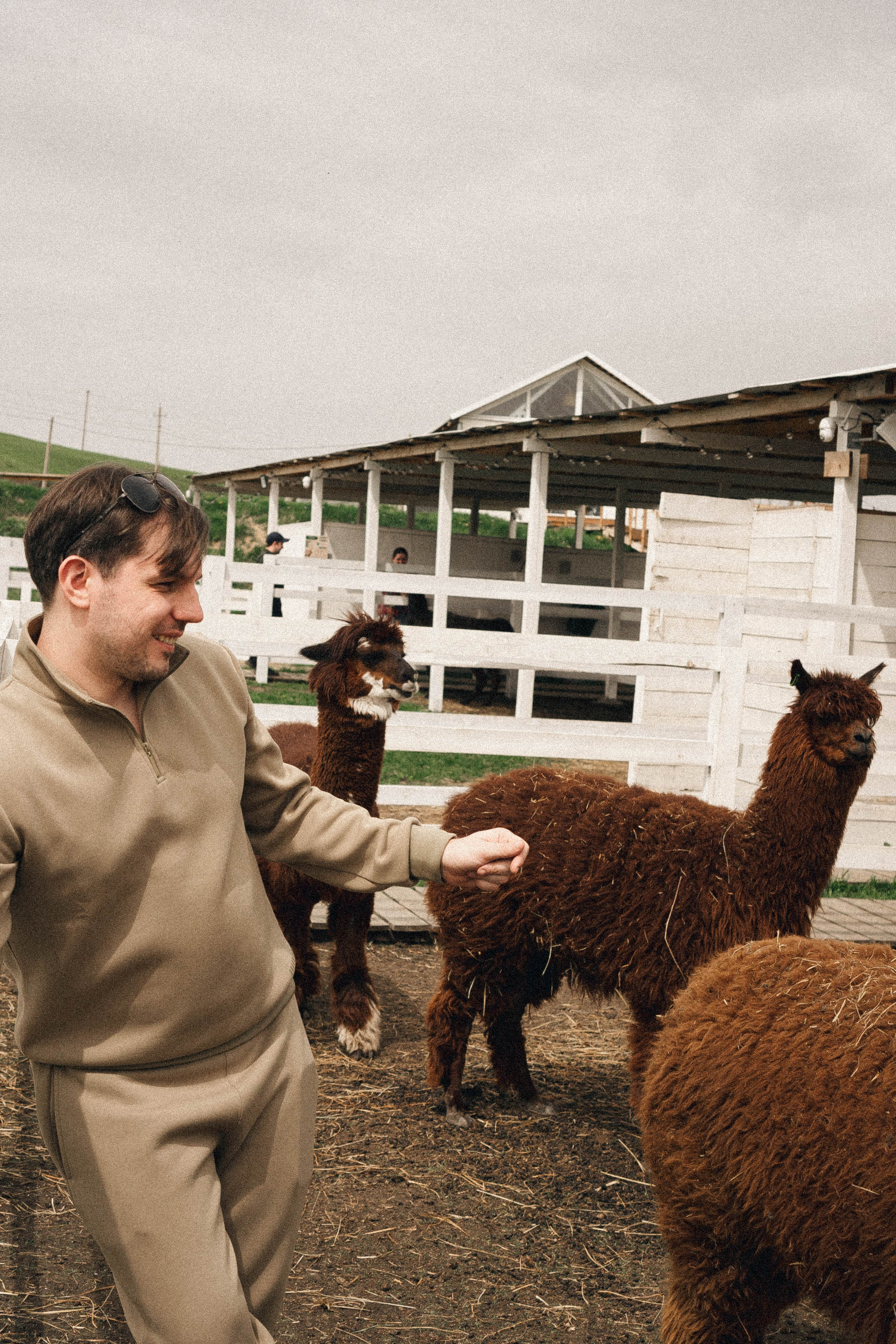 Ферма Альпак. Профессиональный фотограф, Санкт-Петербург — Виктория Богомолова