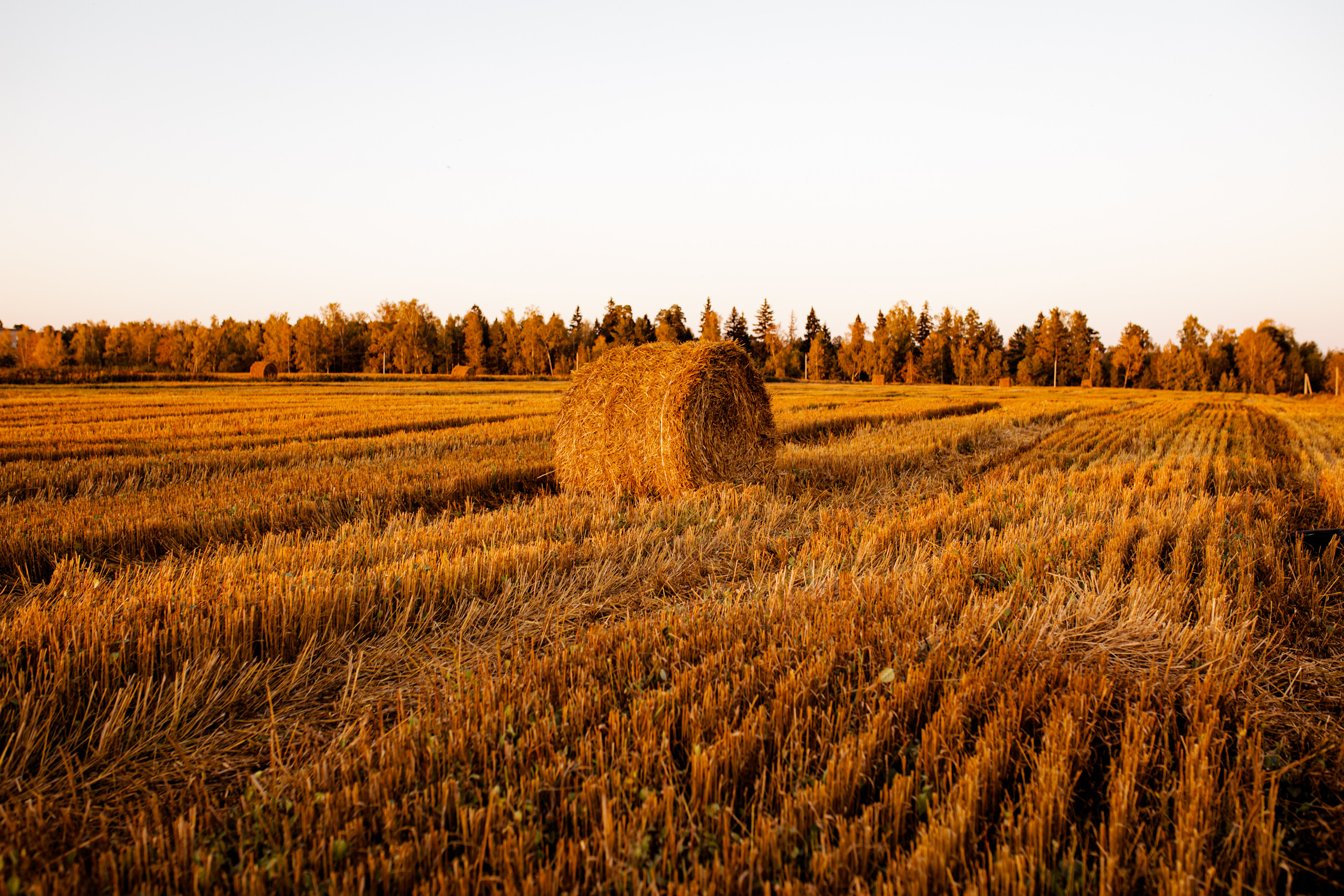 Детская фотосессия. Фотограф в Москве Анна Яковлева