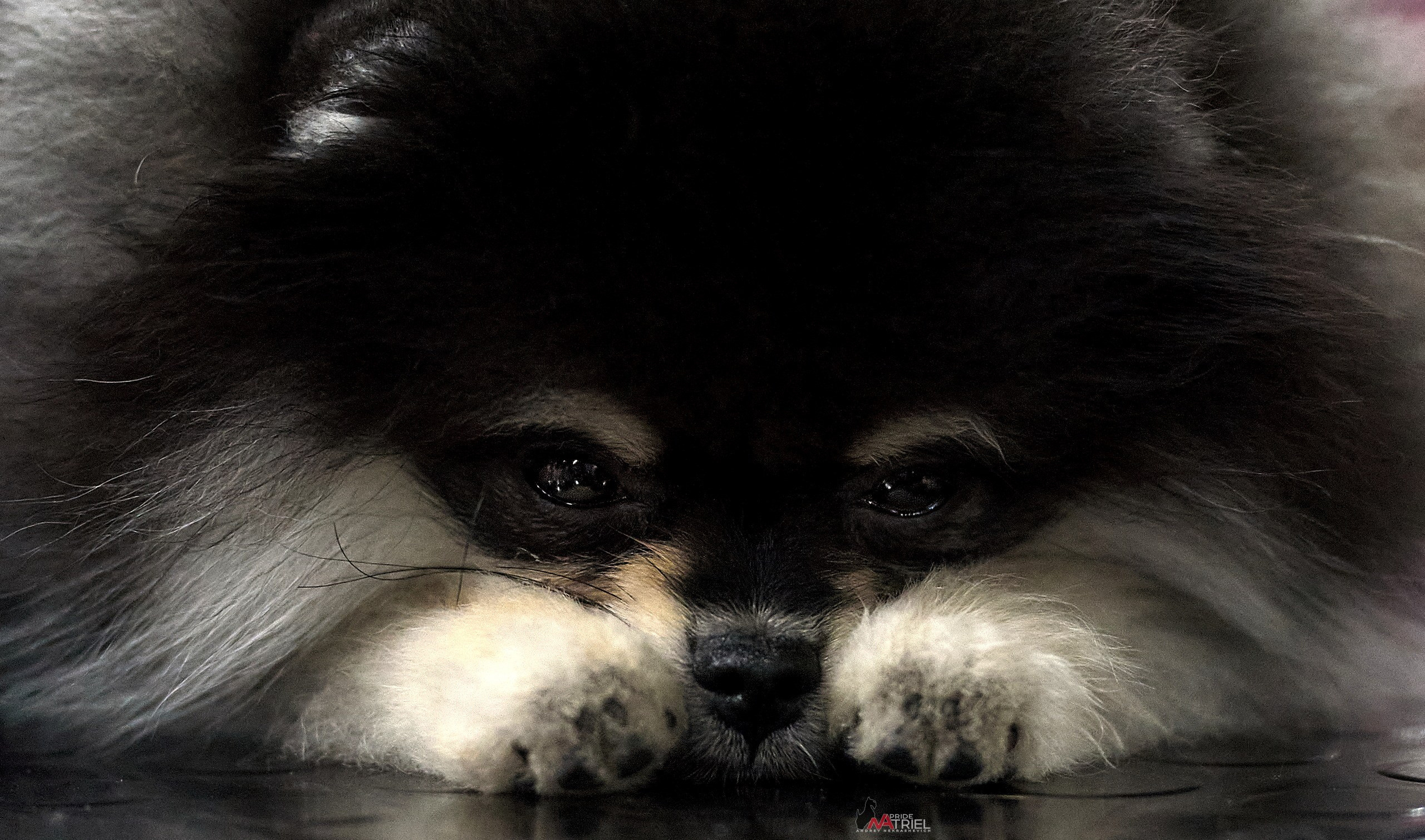 Портреты собак — галерея NATRIEL