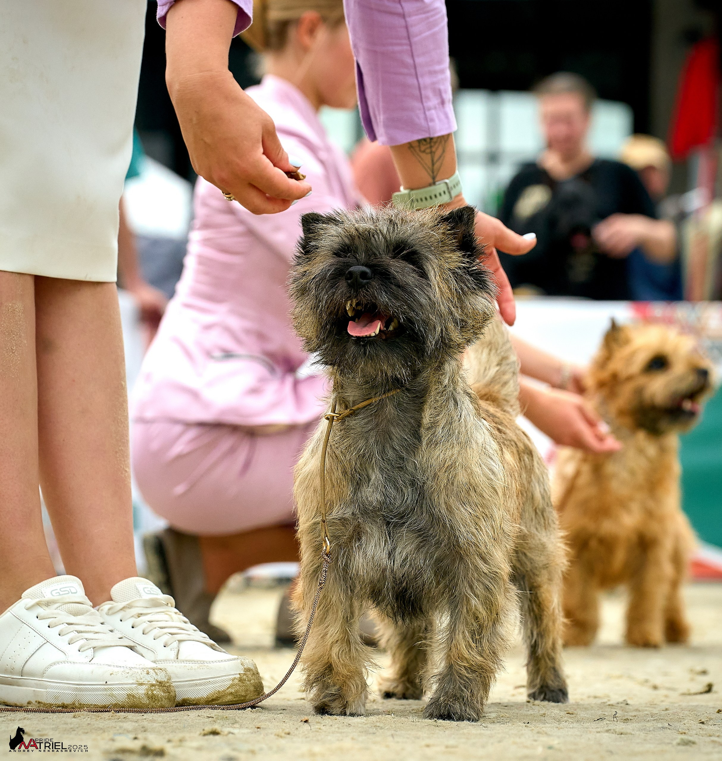 Выставка собак РОССИЯ — 2025