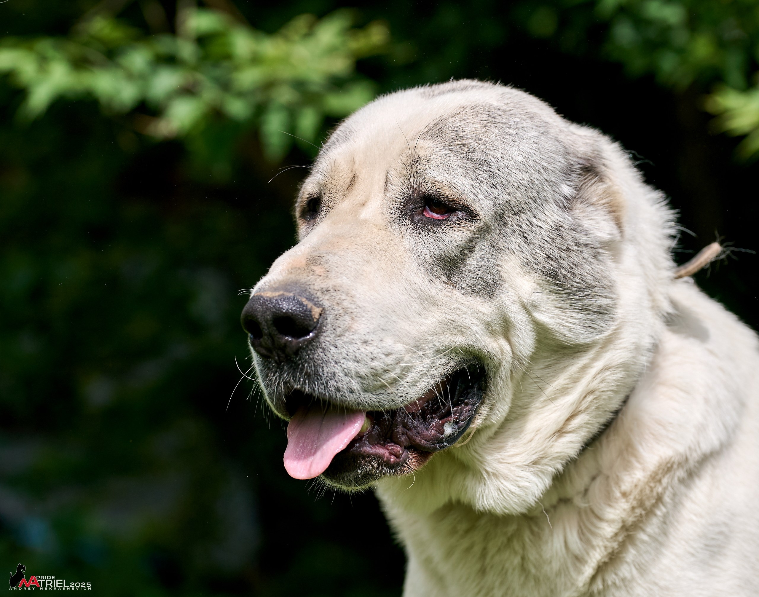 Алабаи и скотч-терьеры в питомнике у Ольги