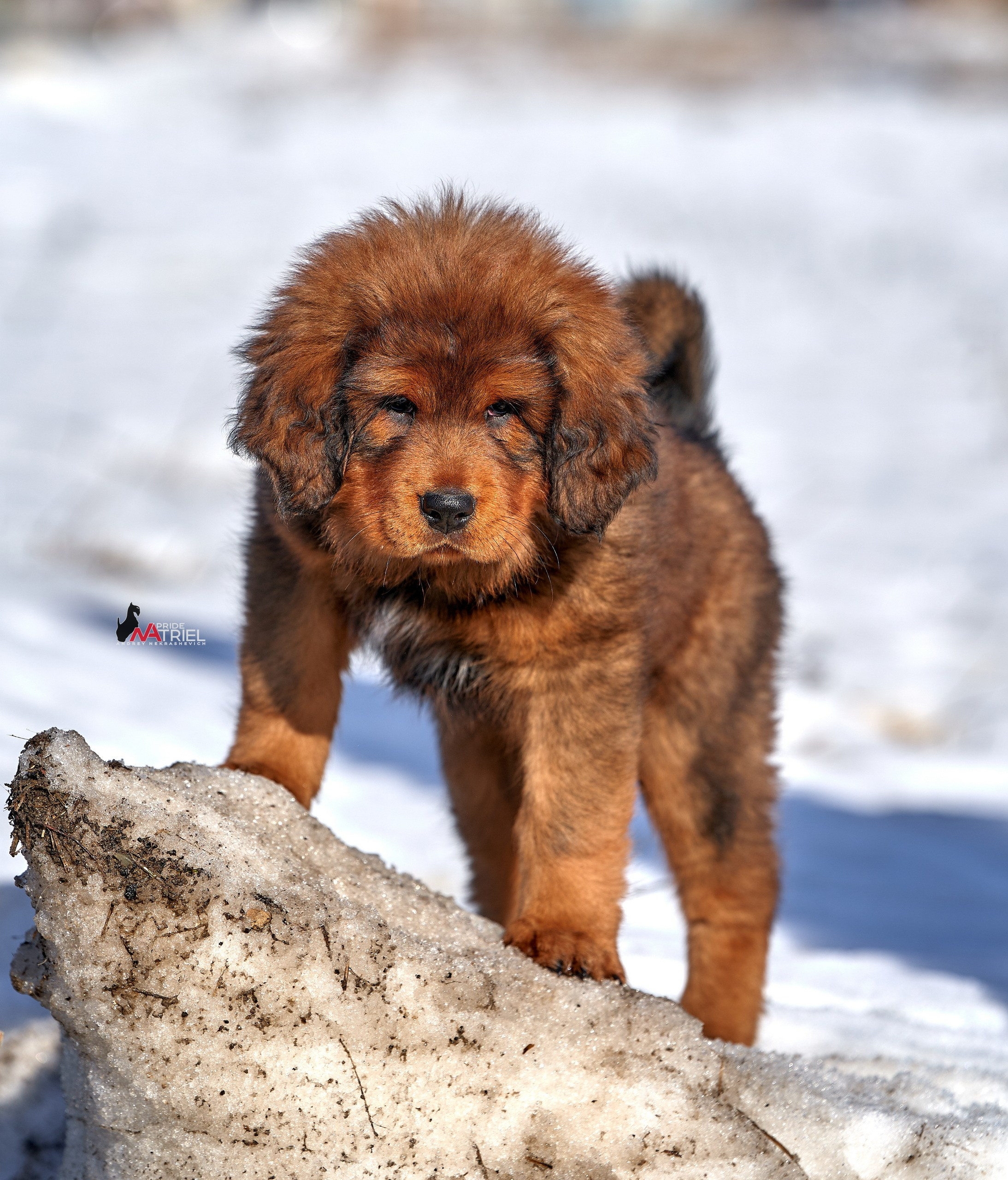 Щенки на прогулке — галерея NATRIEL