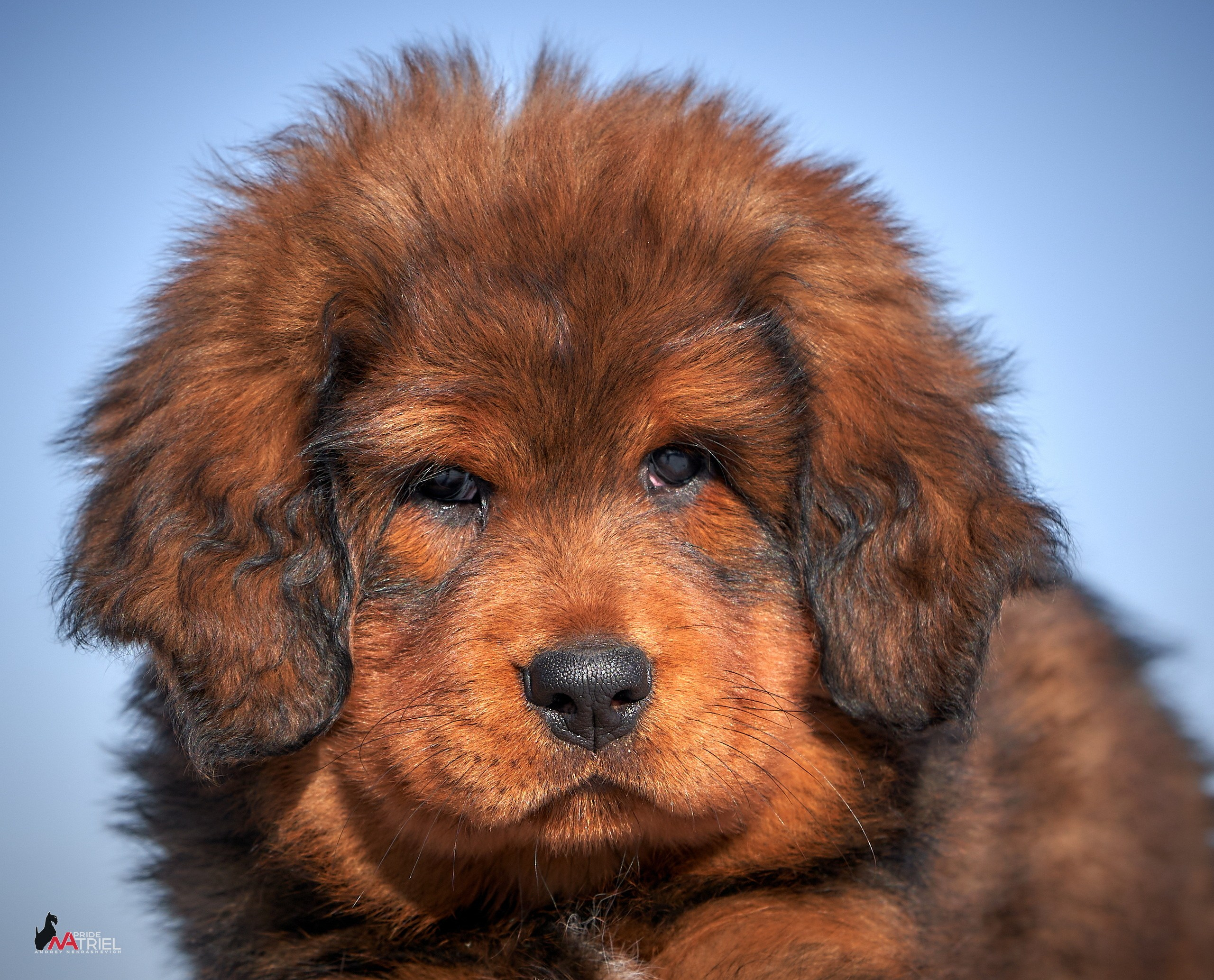 Щенки на прогулке — галерея NATRIEL