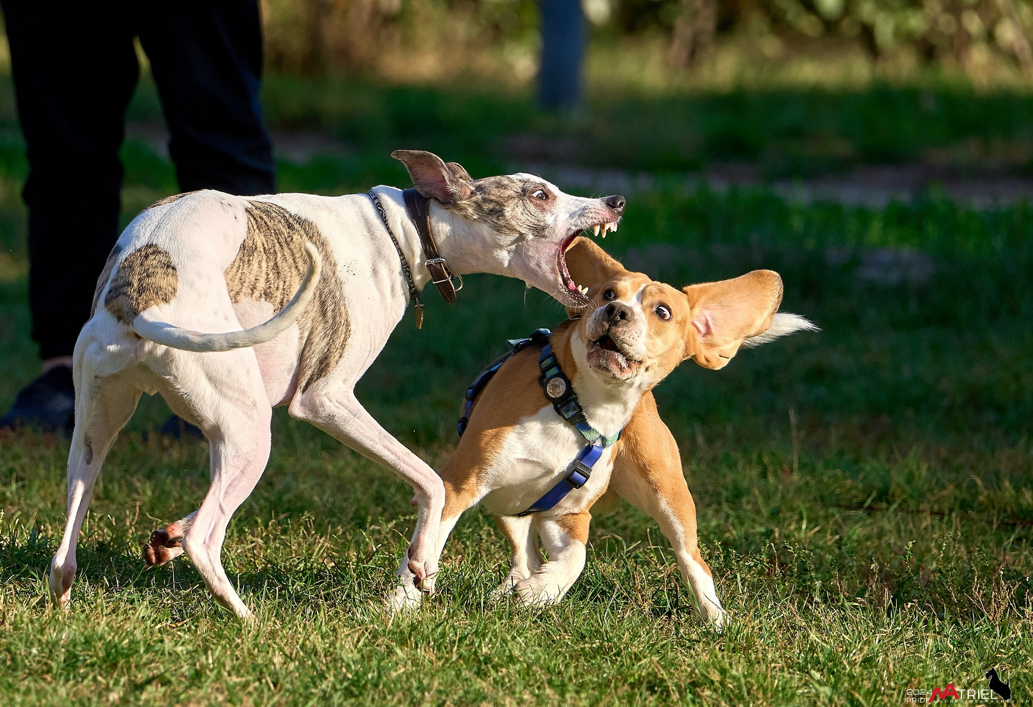Фотопрогулка "вокруг дома"