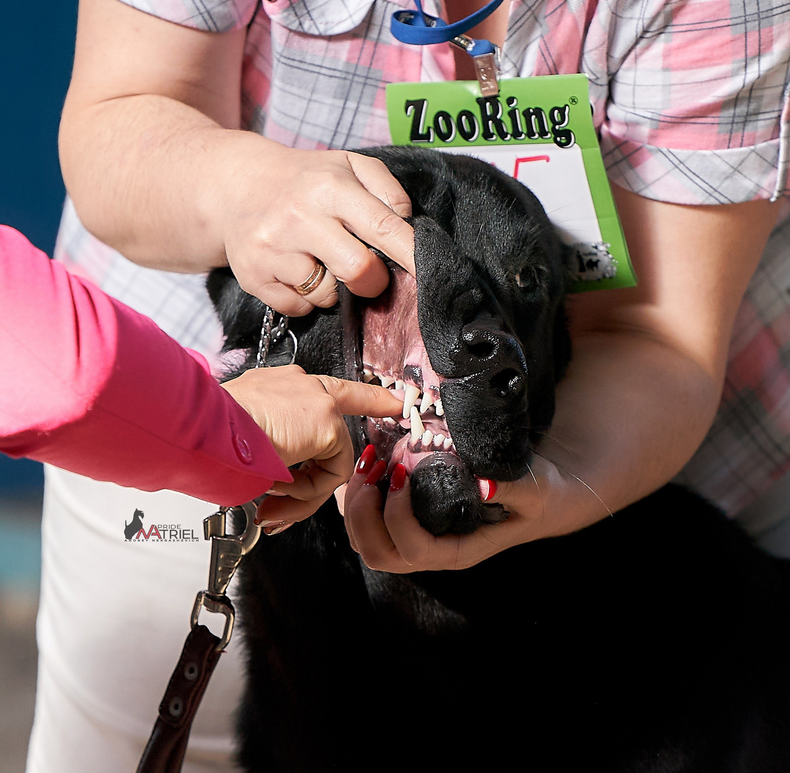 Работа в рингах — галерея NATRIEL