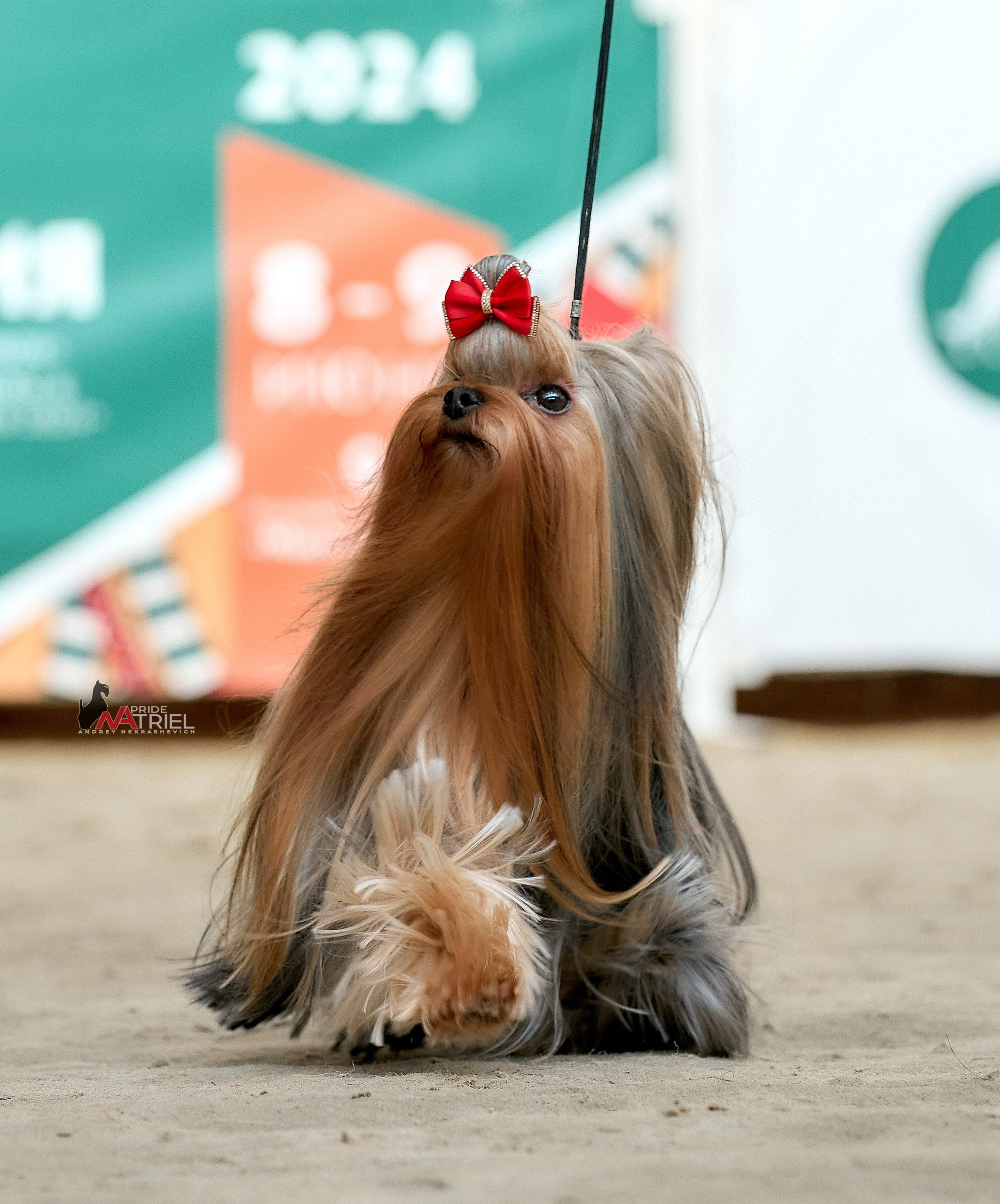 Работа в рингах — галерея NATRIEL