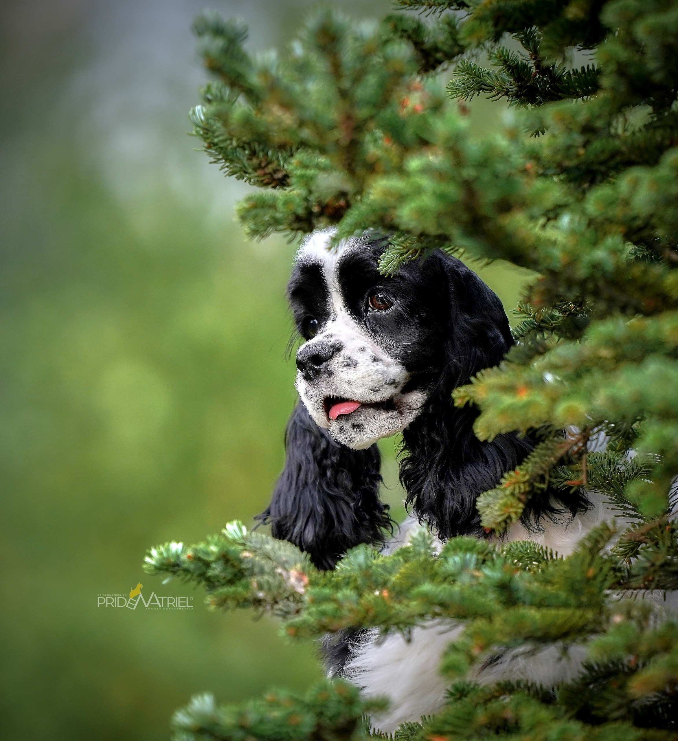 Портреты собак — галерея NATRIEL