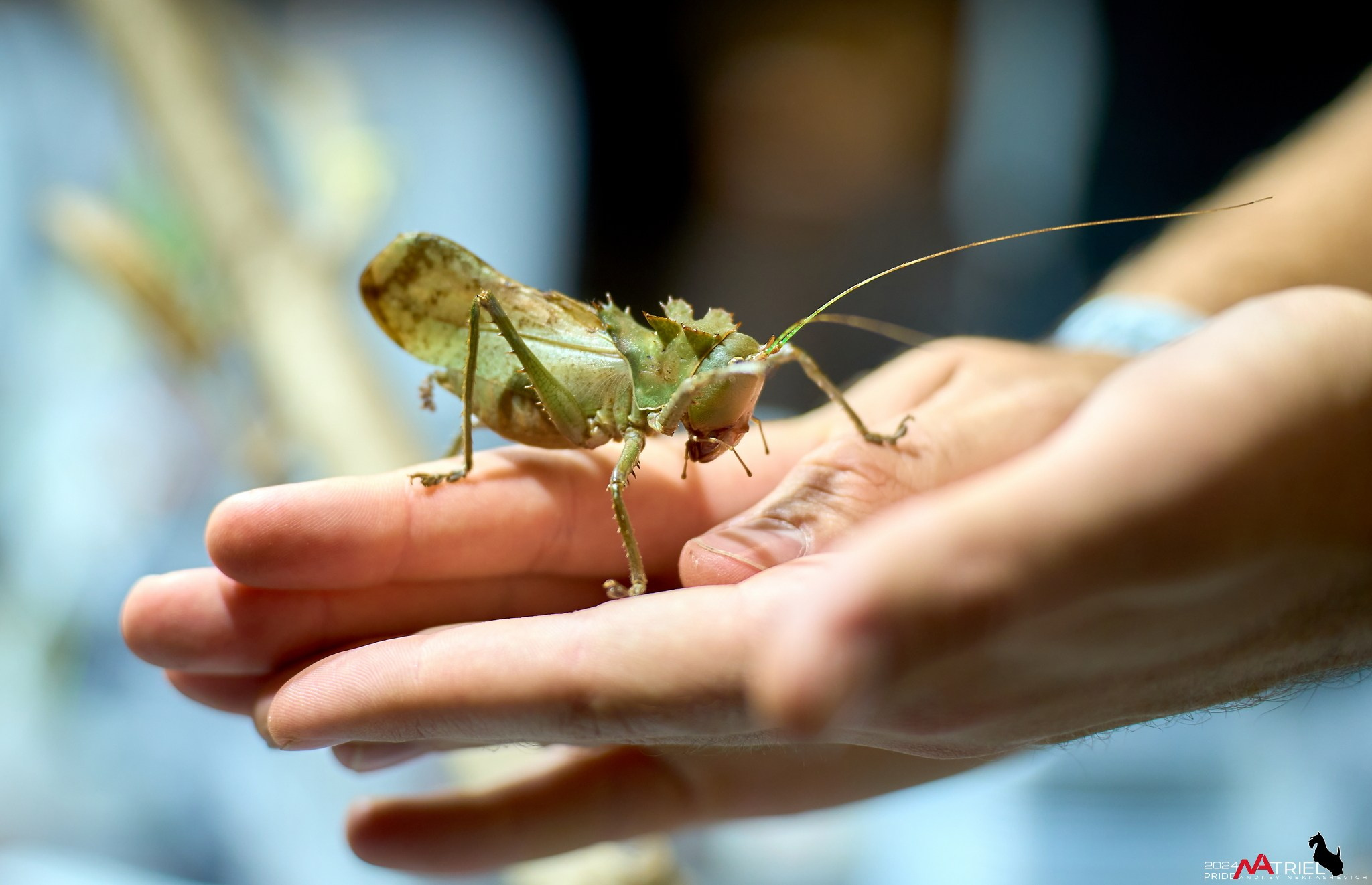 Выставки животных — галерея NATRIEL