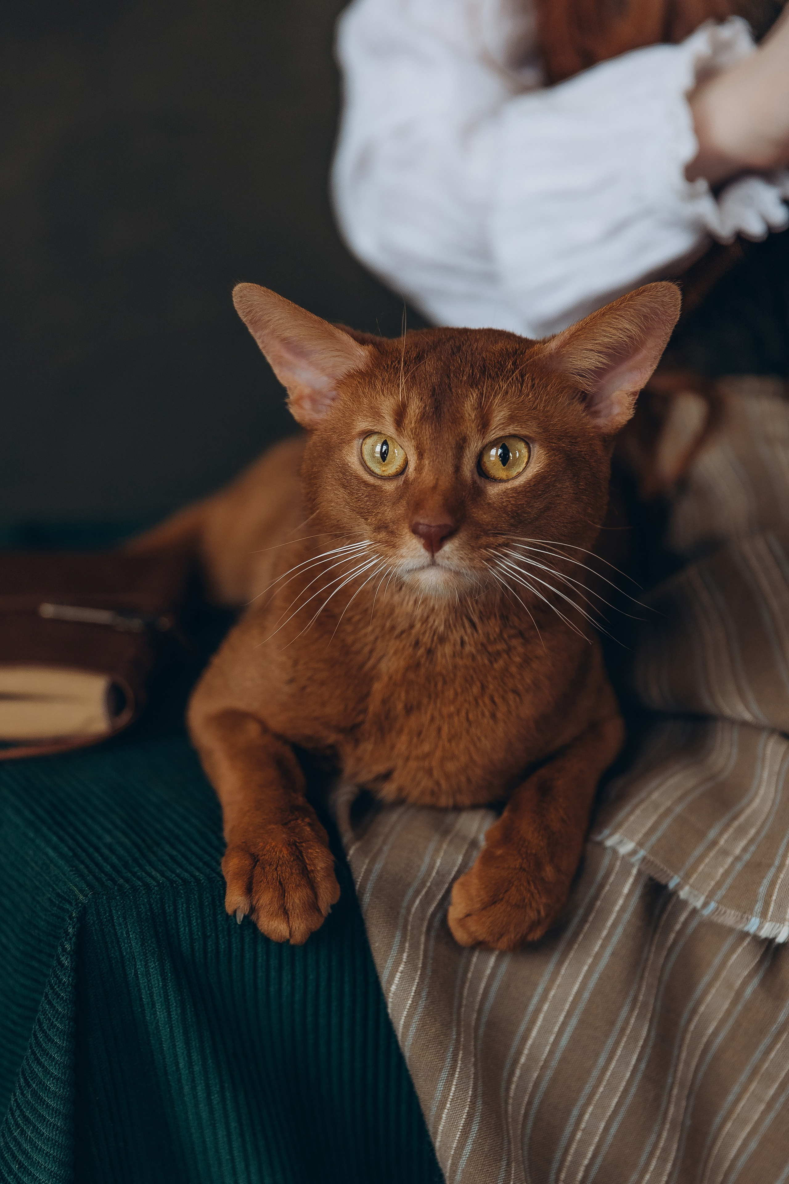 «Лучшие друзья». Фотограф Алина Ионычева в Новосибирске