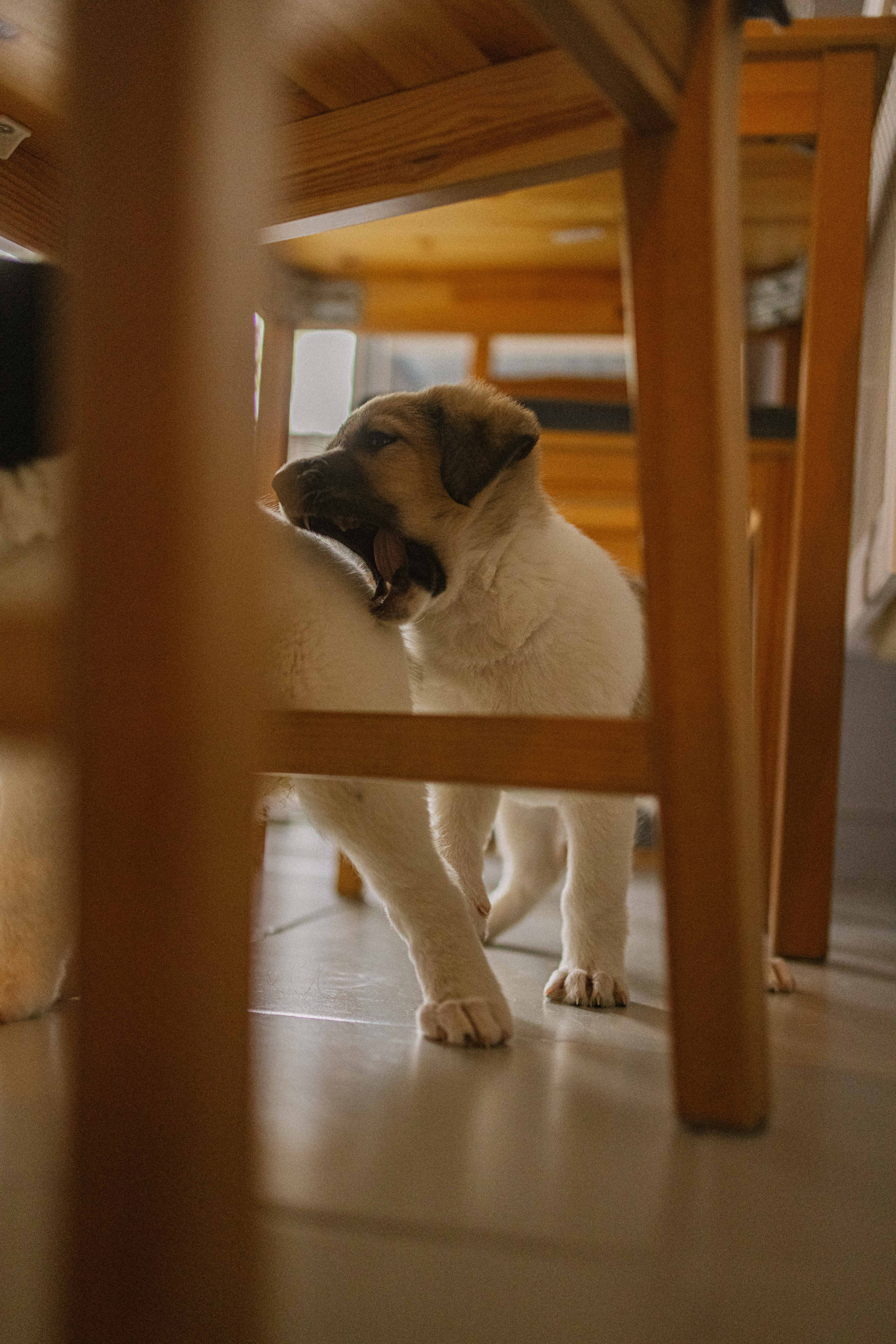 Щеночки. Фотограф-анималист в Москве Лера Черноног