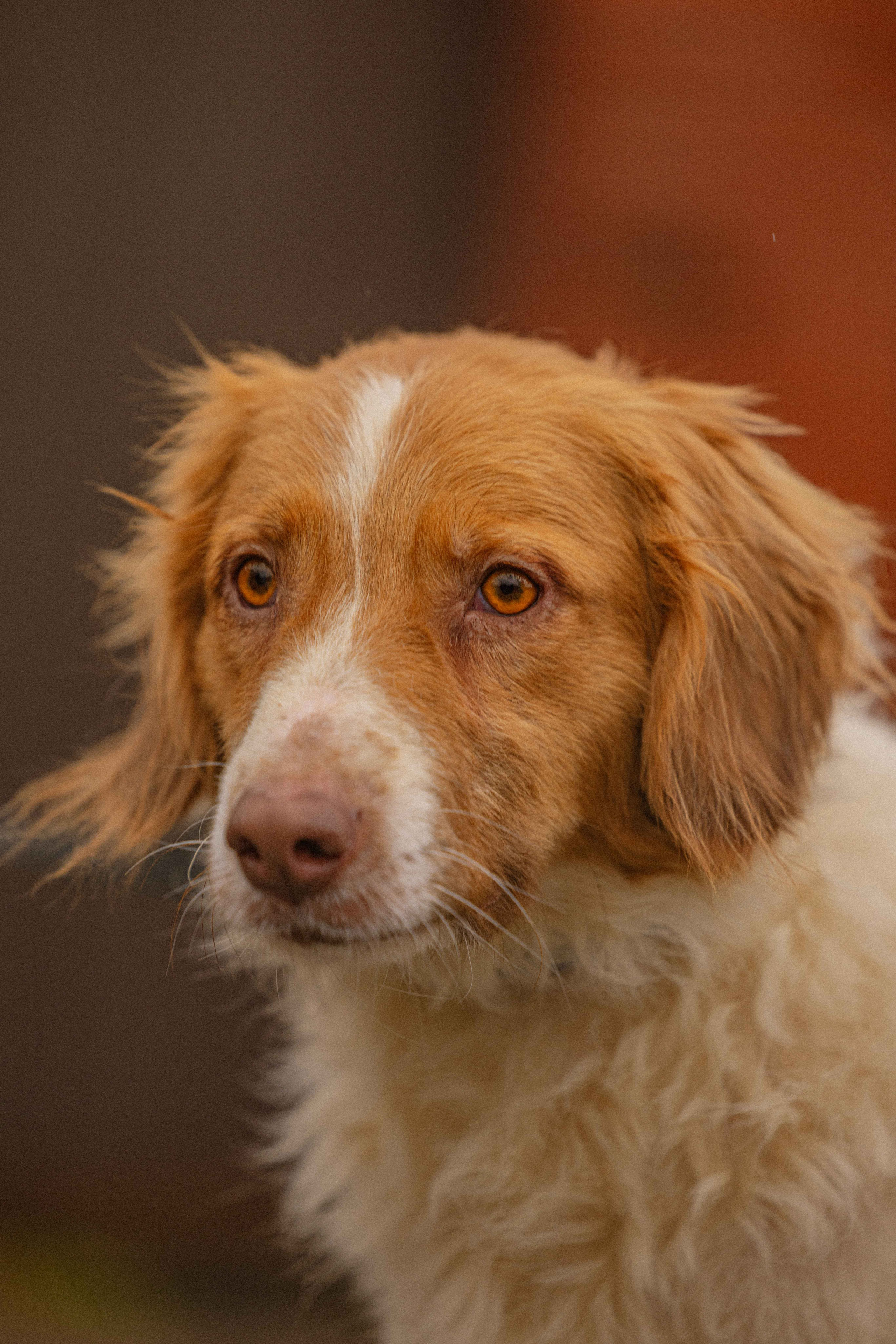 Передержка. Фотограф-анималист в Москве Лера Черноног