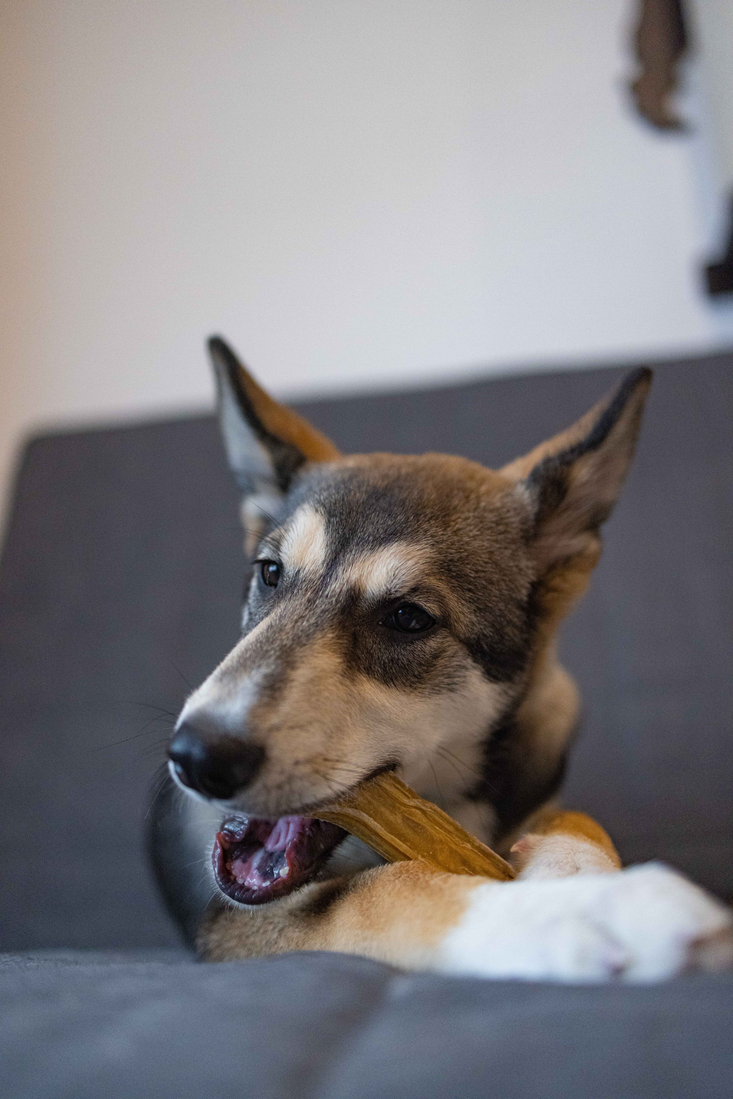 Шами. Фотограф-анималист в Москве Лера Черноног