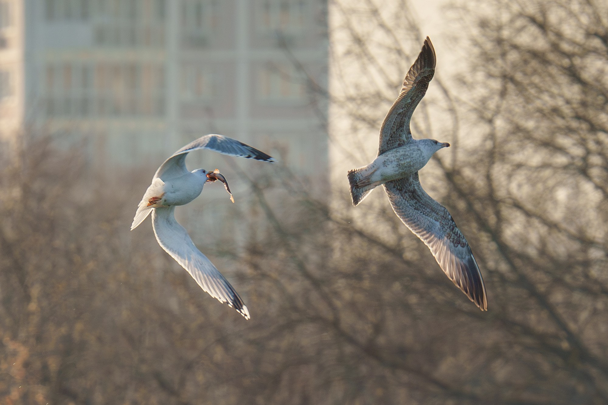 Удивительные мир птиц. Вокруг нас столько прекрасного — присмотритесь!. Ваш личный фотограф Марина Волкова