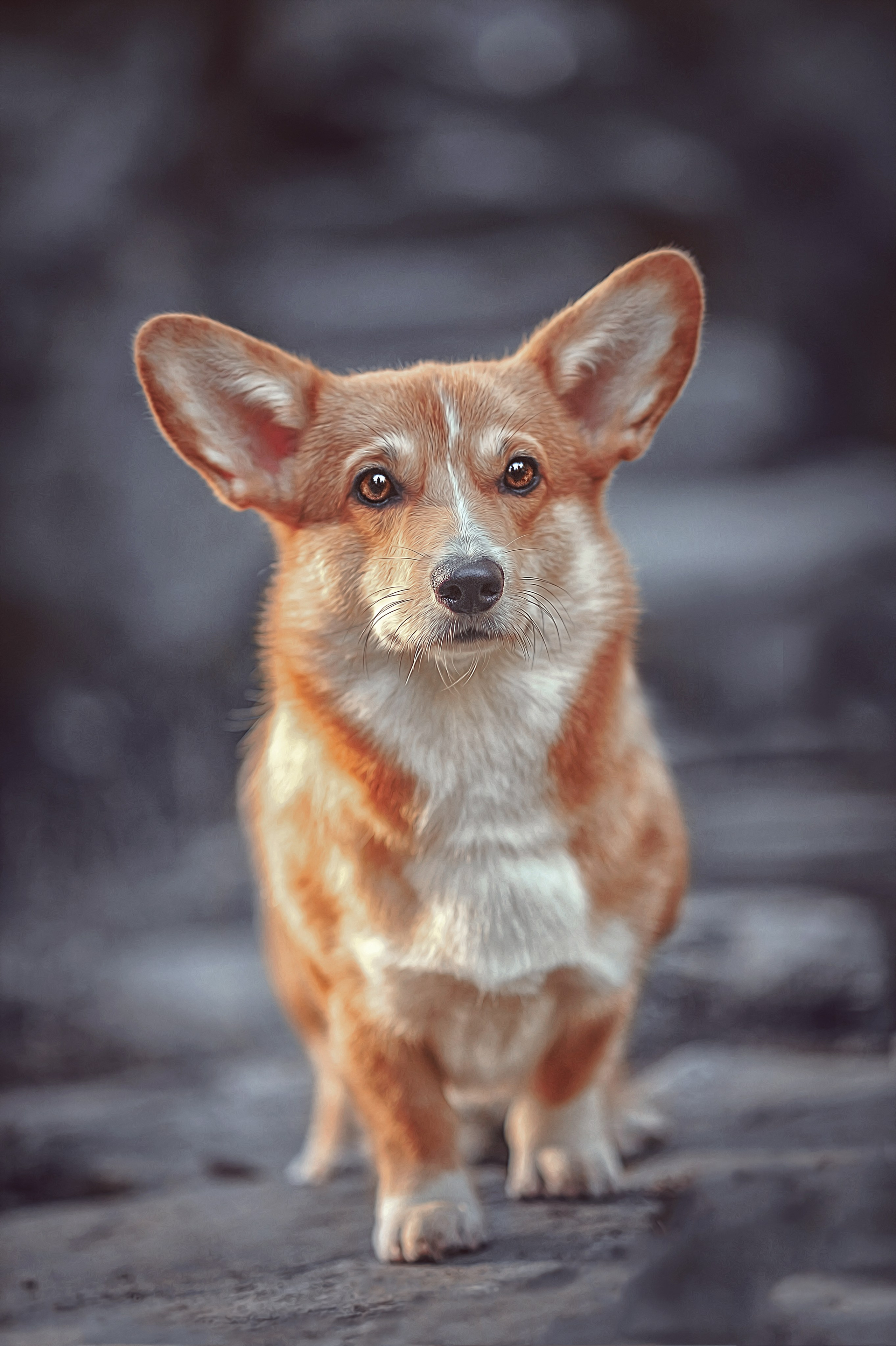 Фотосессия животных в Ижевских, фотограф животных. Детский, семейный фотограф в Ижевске и Москве Аксинья Лысенкова ADEN