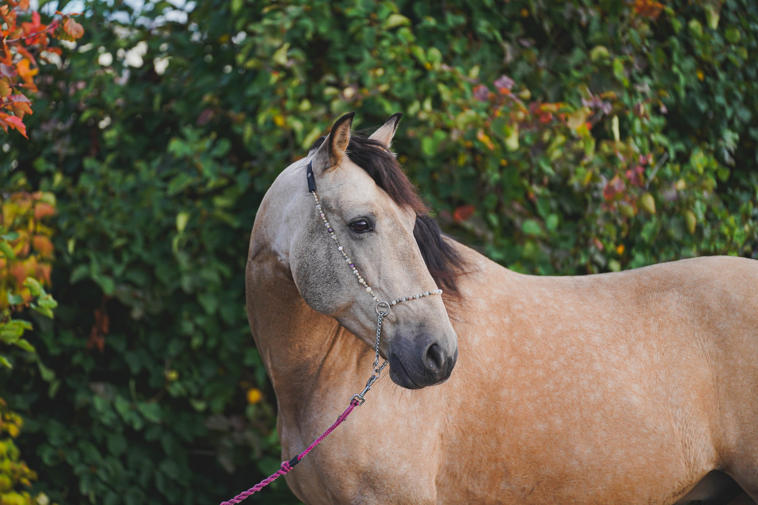 Экстерьер и спорт. Фотограф в Москве Ленарская Дарья