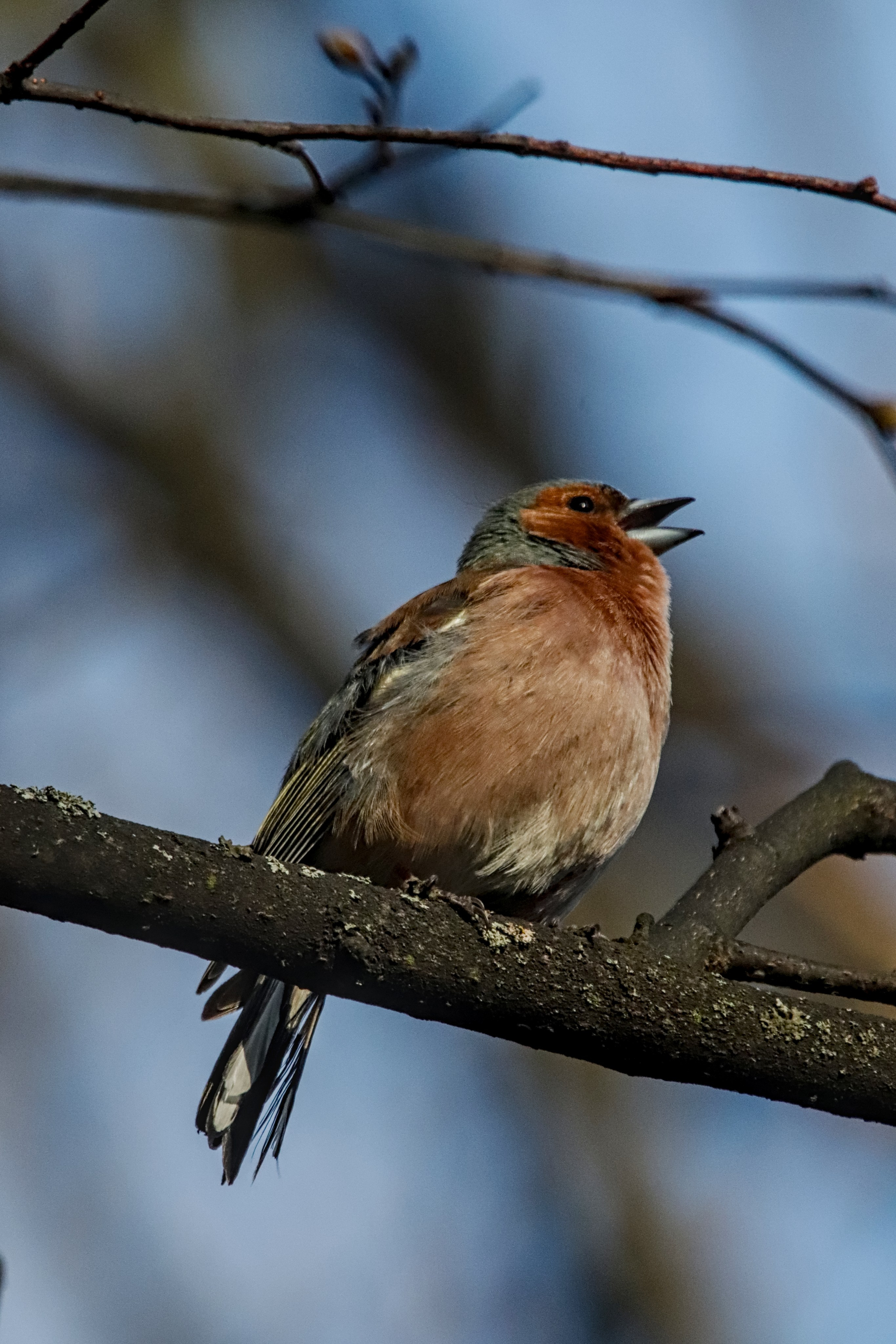Птицы (Aves). Someone from Russia aka RUS147
