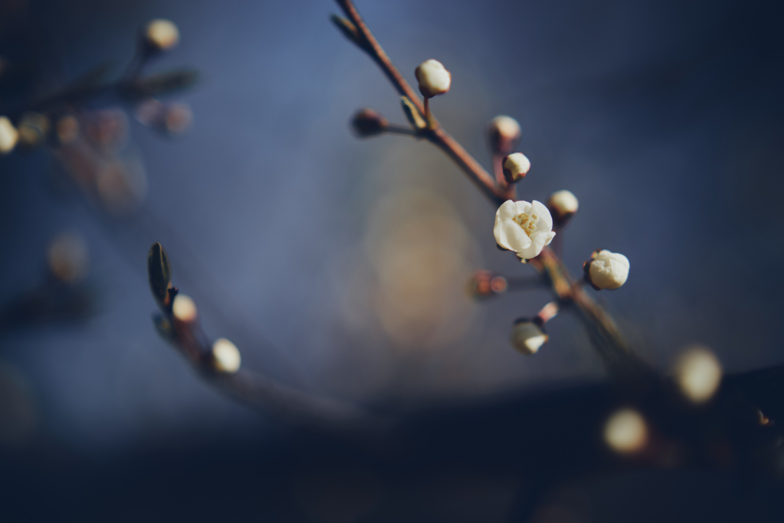 Sakura time
