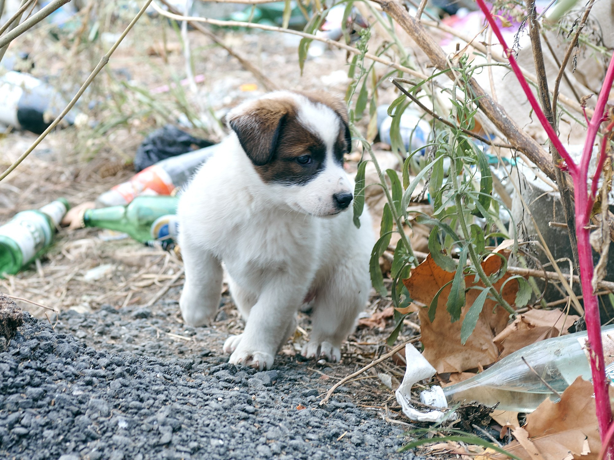 Гагра, Абхазия. Декабрь 2024. Фотографии отовсюду и обо всем