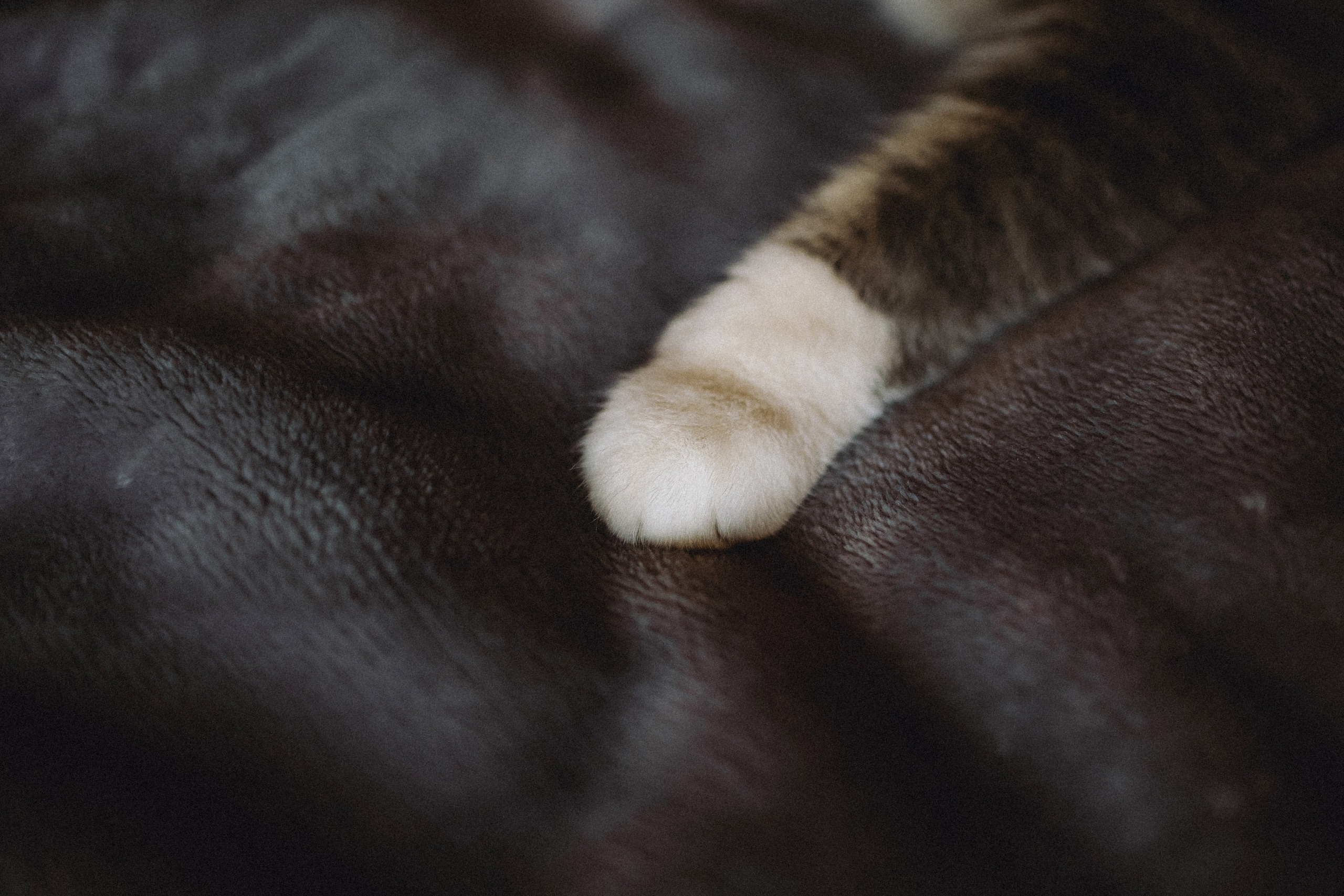 Леброн, Муся и их семья