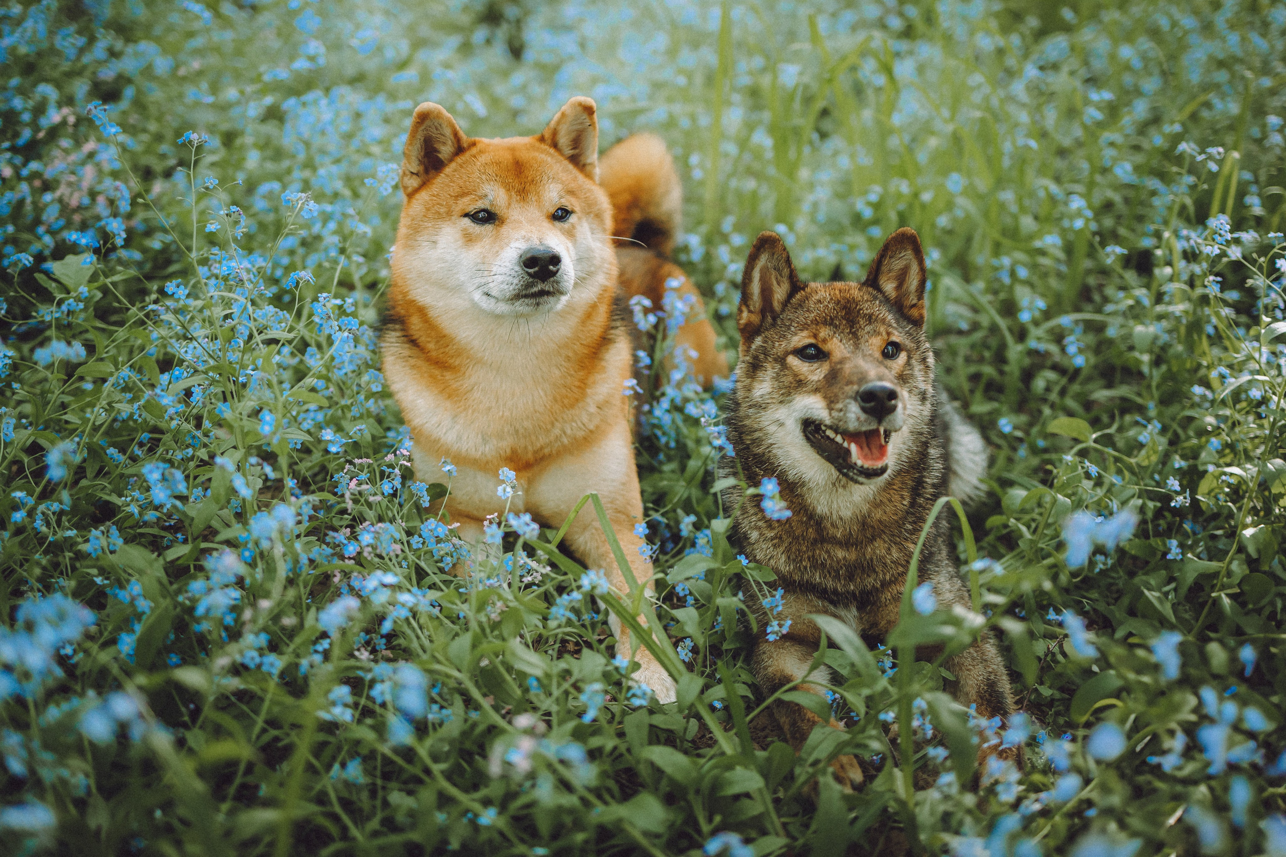 Шед, Цири, Чиби, Цера и их семья