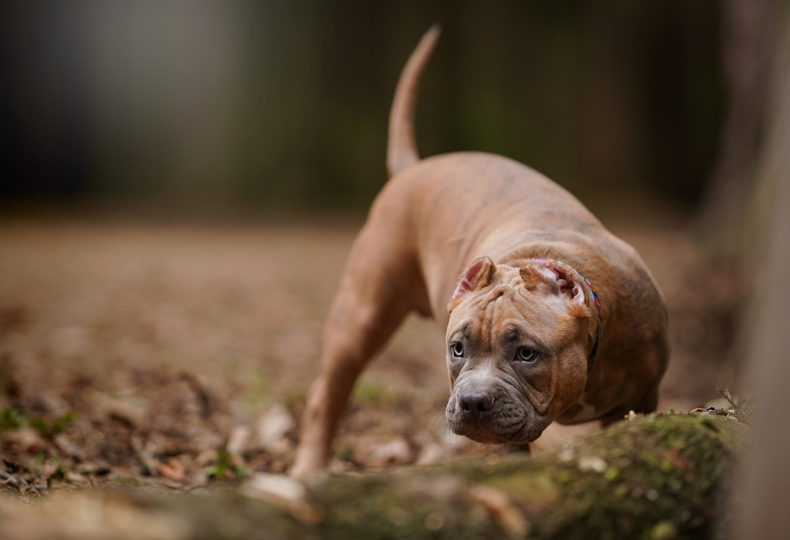 Щенки булли. Фотограф-анималист в Санкт-Петербурге Яна Мартынова