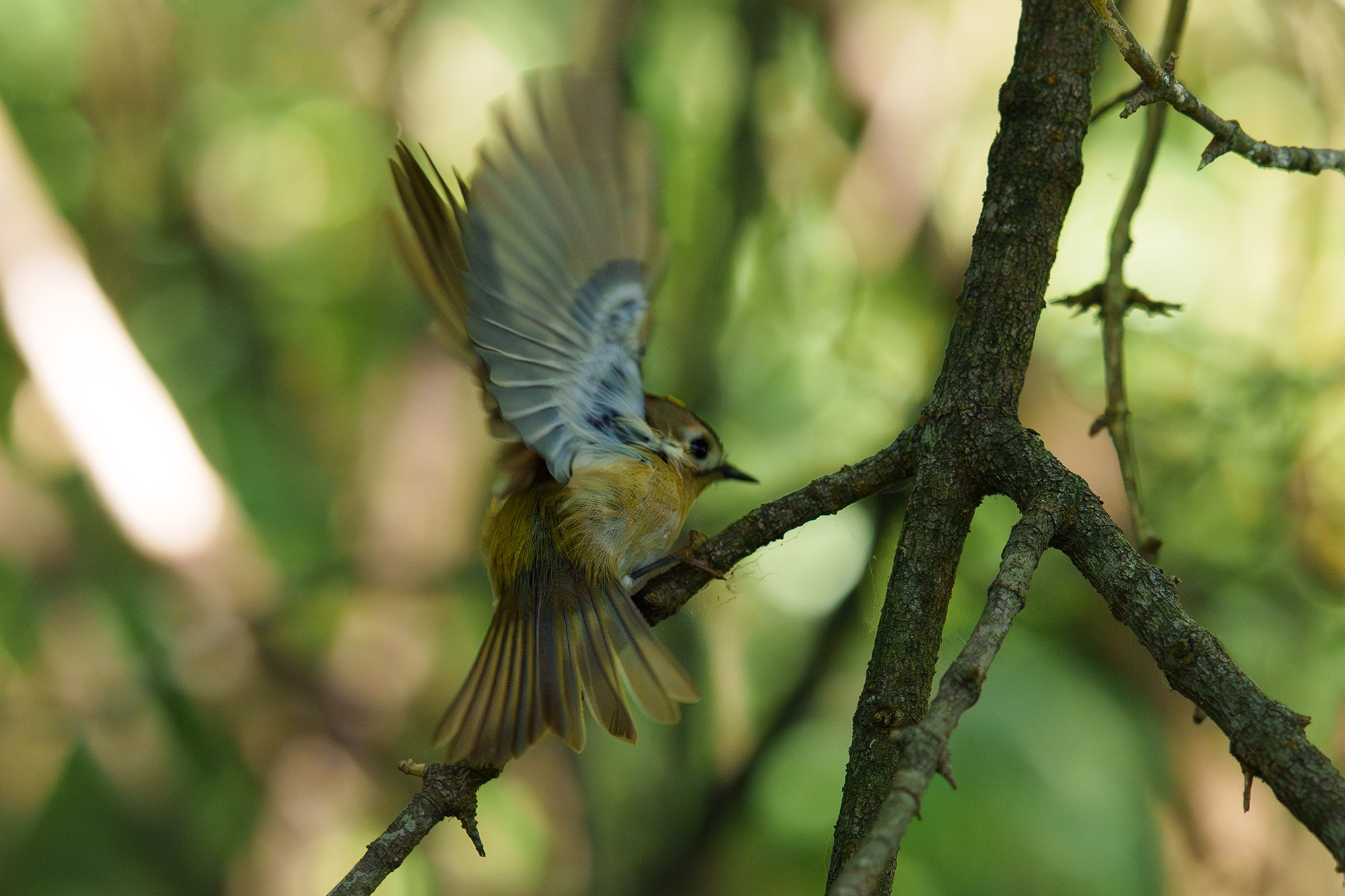 Удивительные мир птиц. Вокруг нас столько прекрасного — присмотритесь!. Ваш личный фотограф Марина Волкова