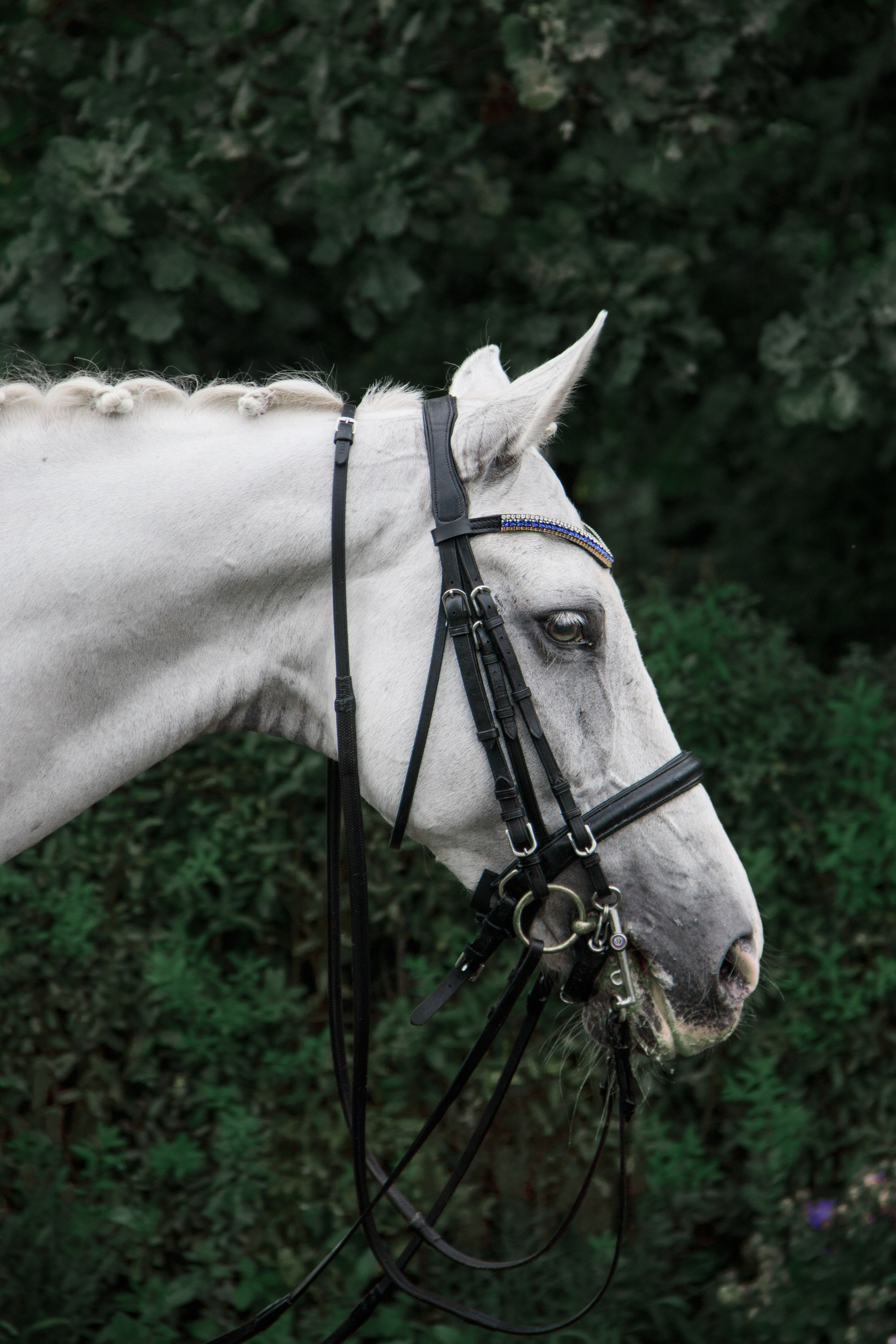 Animals. Фотограф/Видеограф