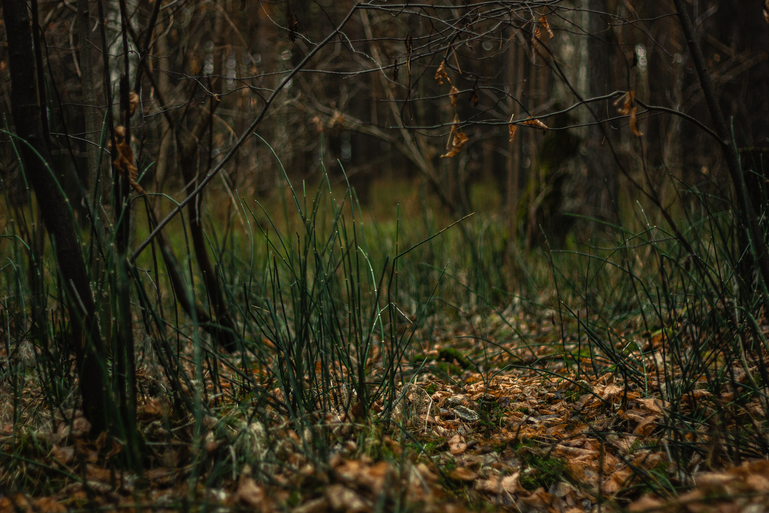 04.11.2024 | Сосновоборск. Kuznetsov | Фотограф в Красноярске