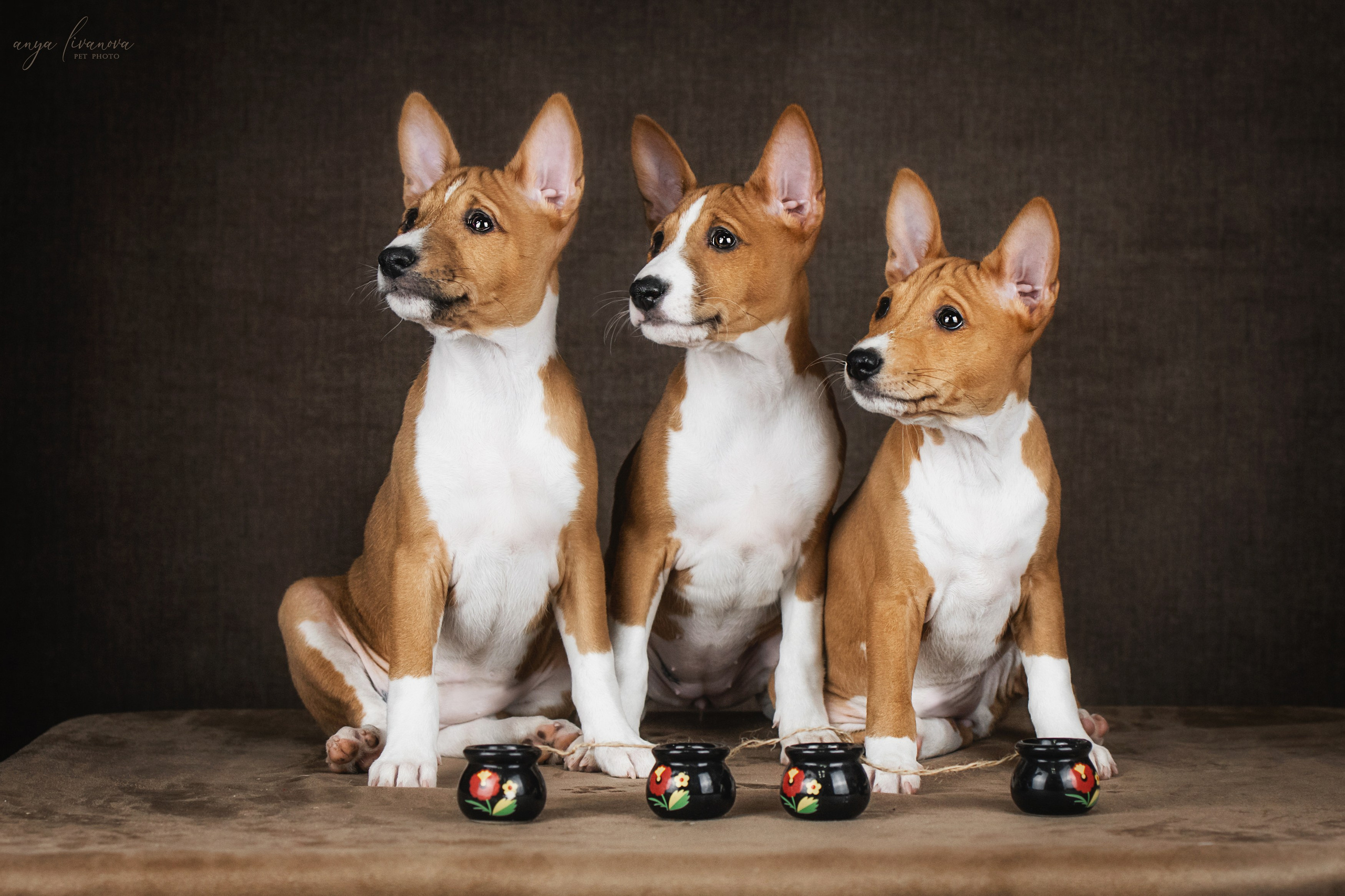 Басенджи. Фотограф анималист Аня Ливанова | Рыбинск