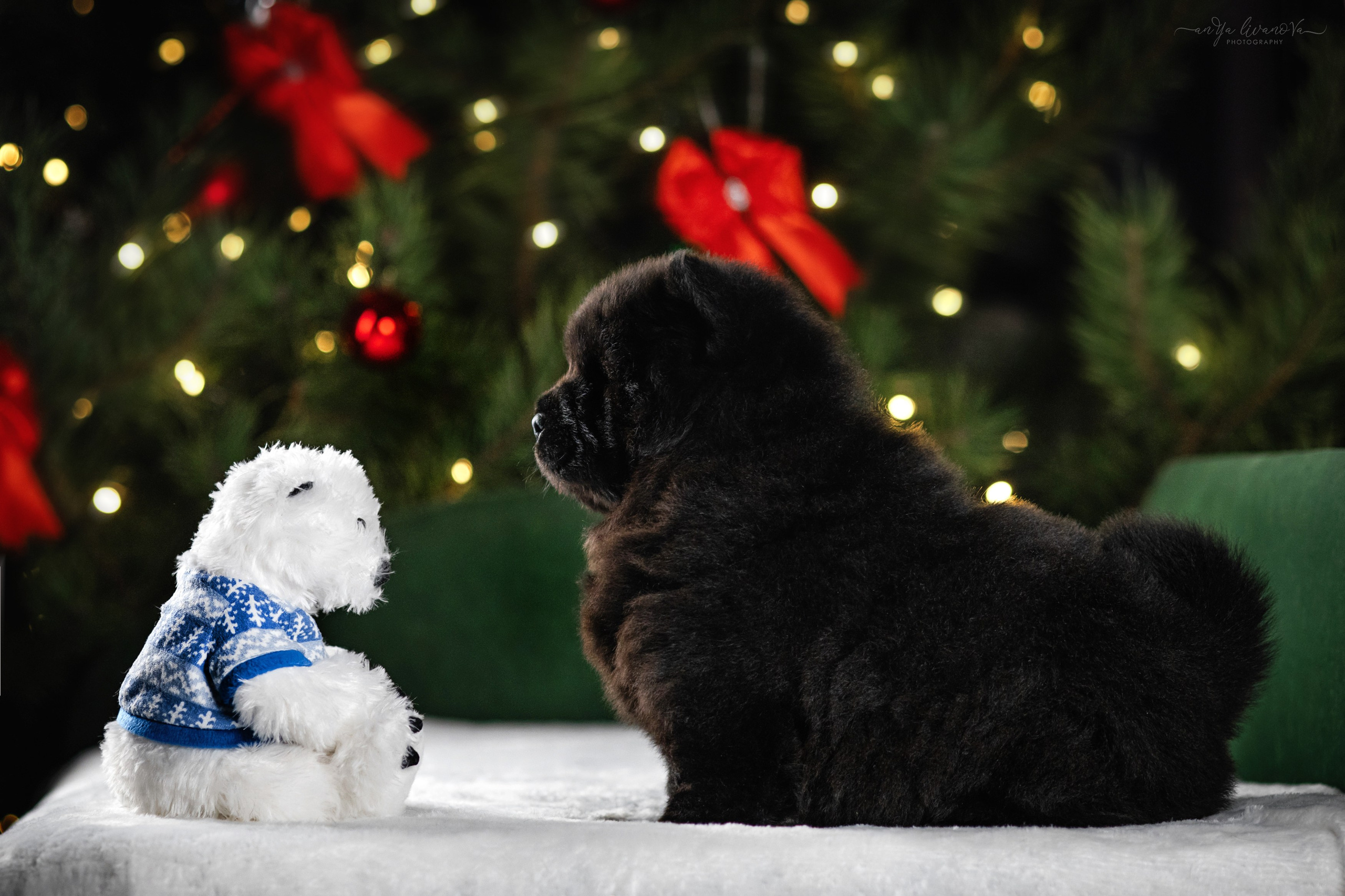 Новогодняя атмосфера в «Simply the Best». Фотограф анималист Аня Ливанова | Рыбинск