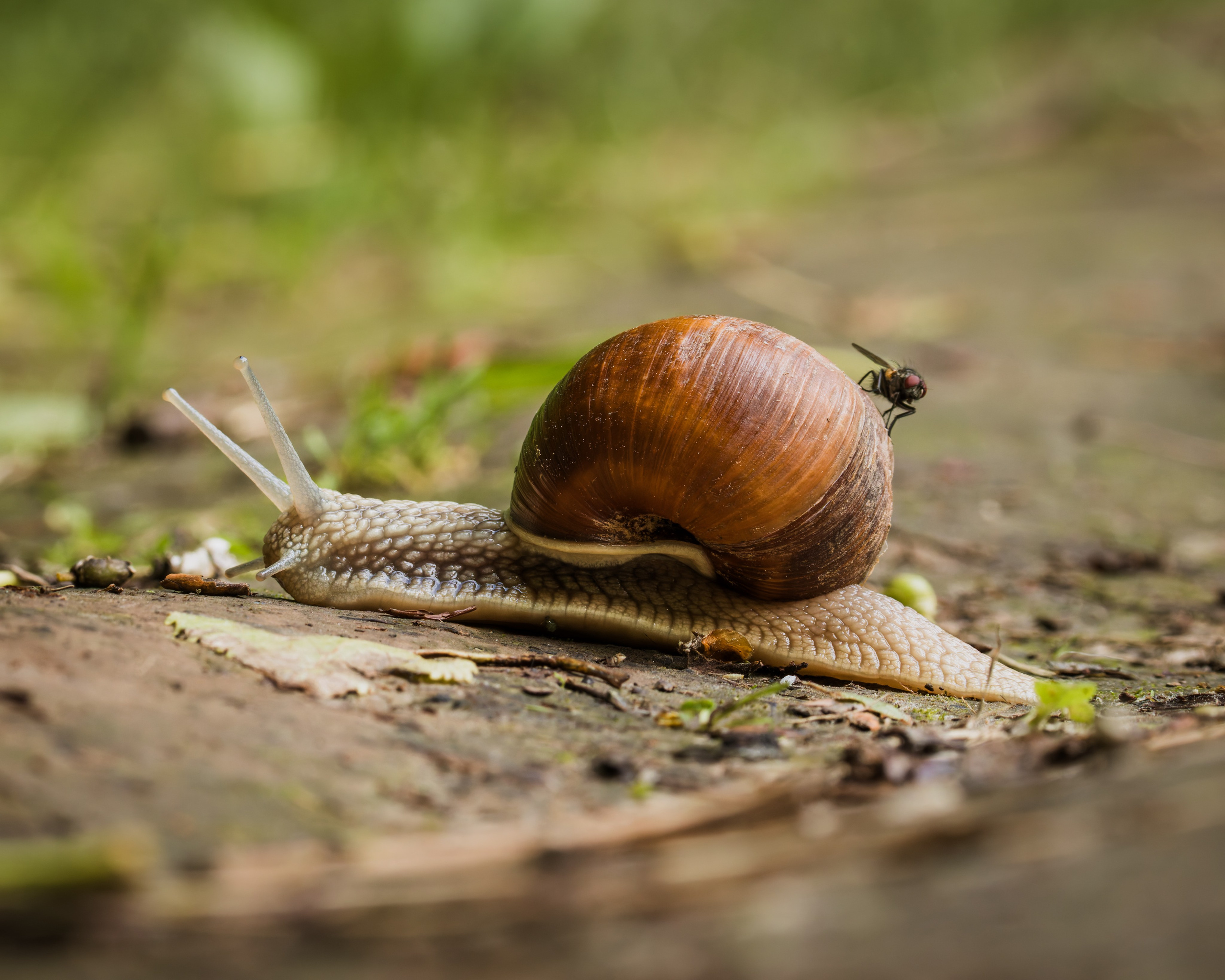 Smolensk 2025. Anton Chernov | Wildlife photographer