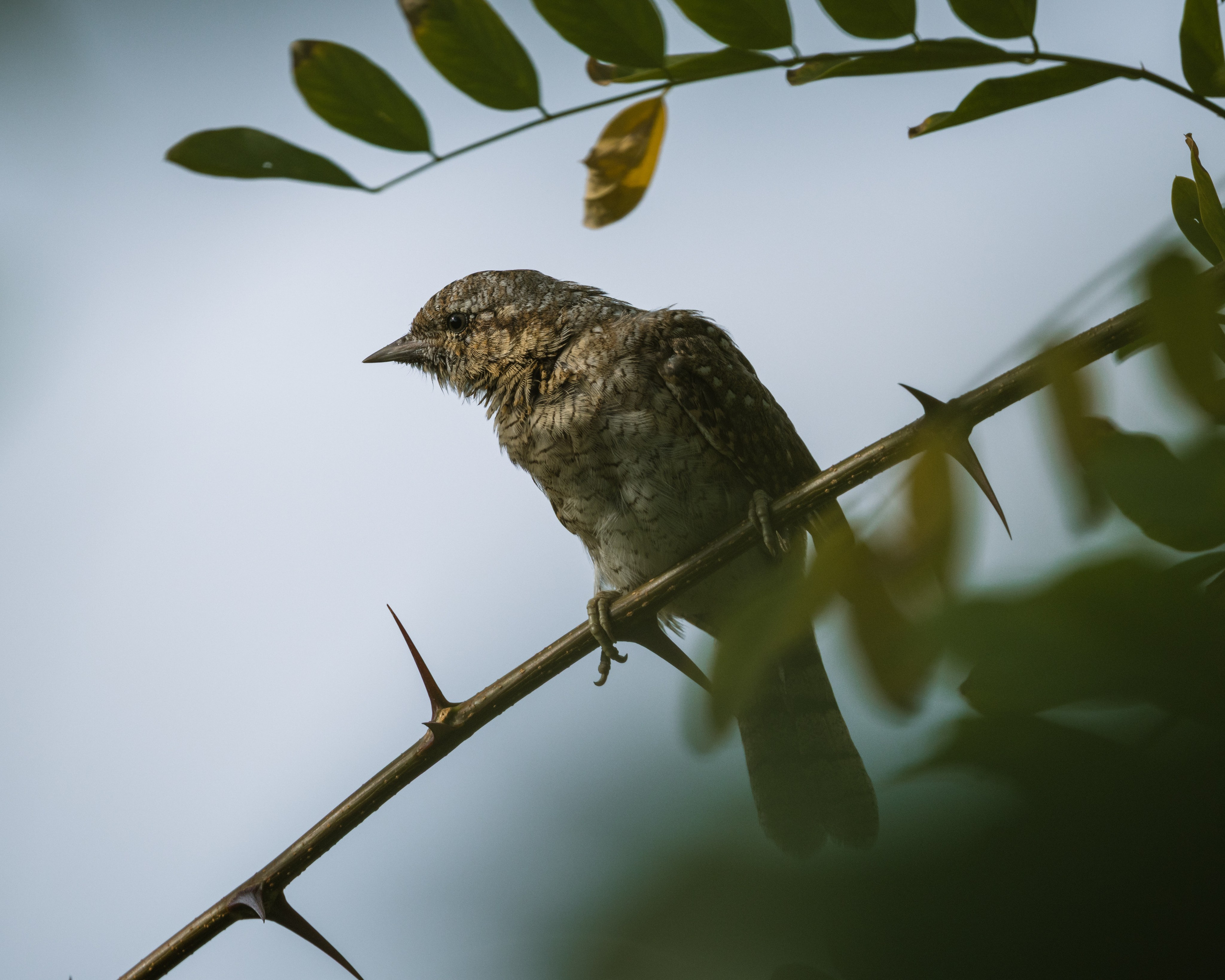 Voronezh 2026. Anton Chernov | Wildlife photographer