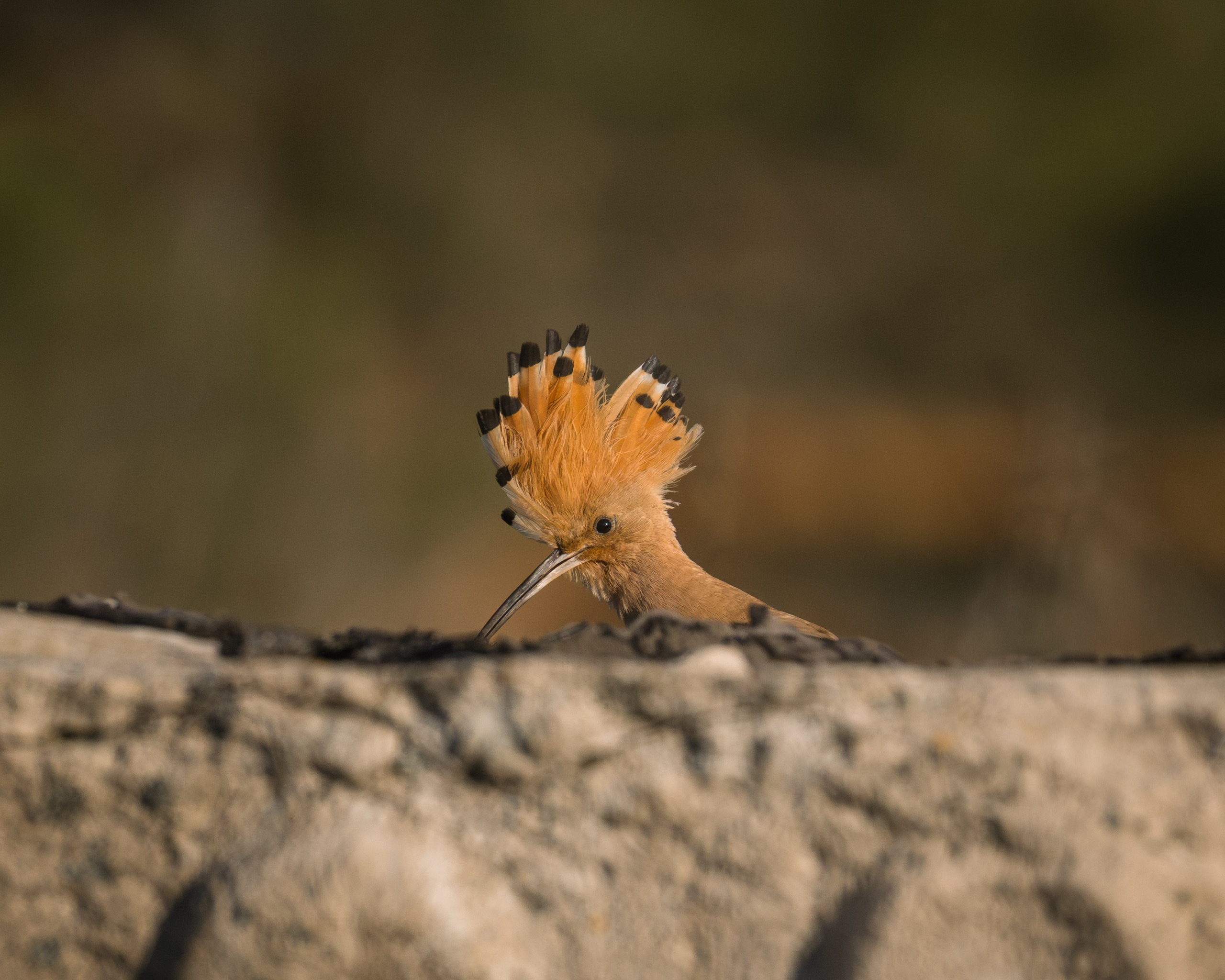 Voronezh 2026. Anton Chernov | Wildlife photographer