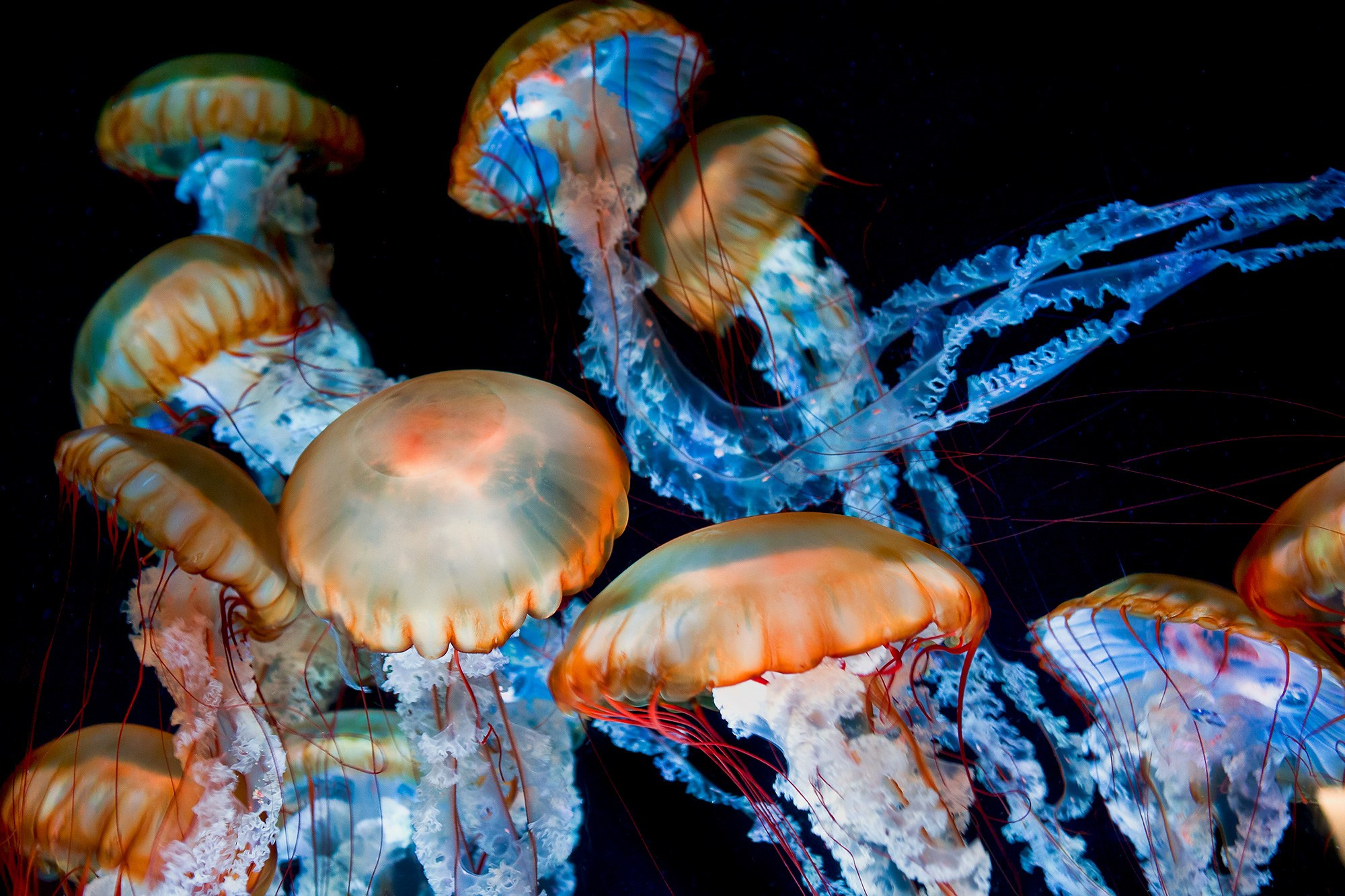 ЗООПАРК. Фотограф Владимир Остапенко