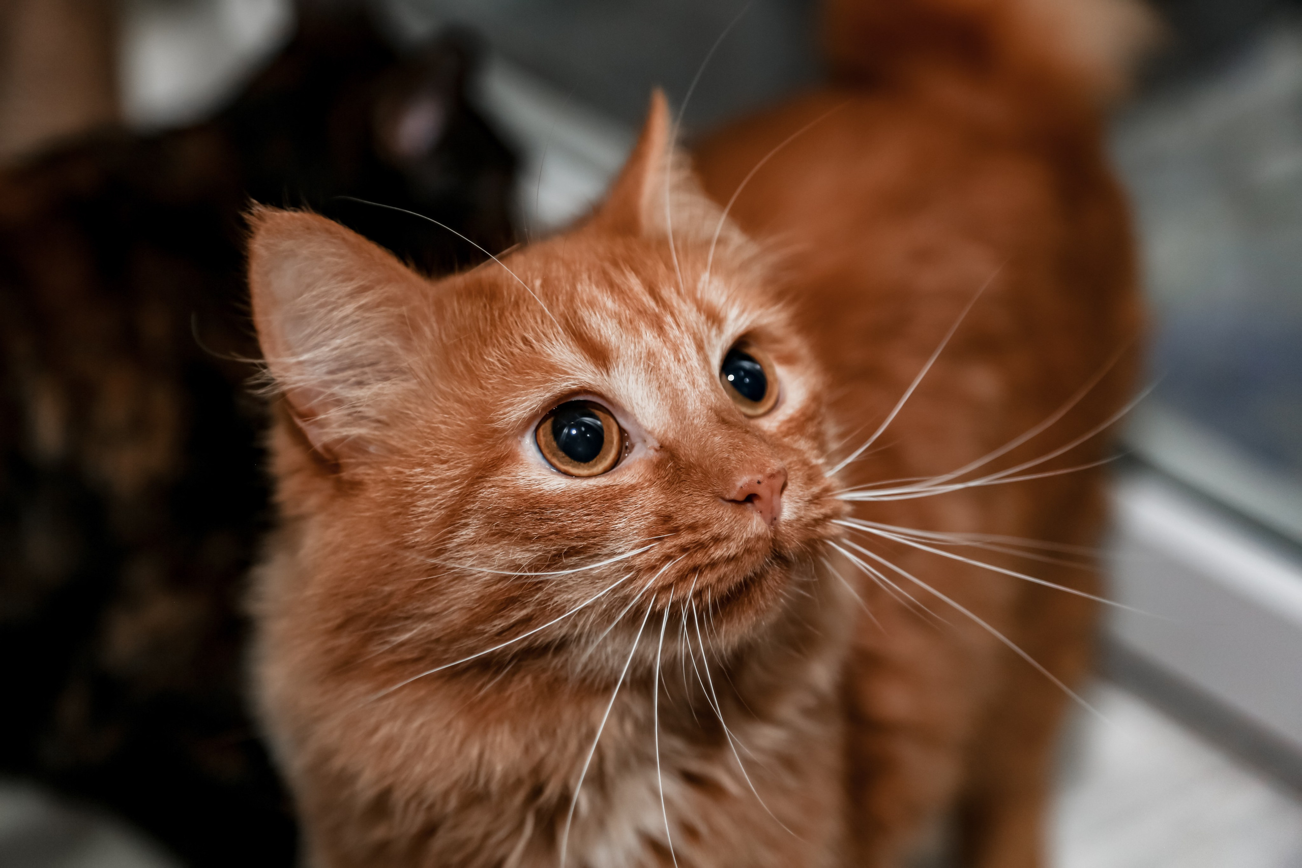 Приют Кошкин Дом Филимоша. Ваш фотограф в Оренбурге Рощупкина Екатерина