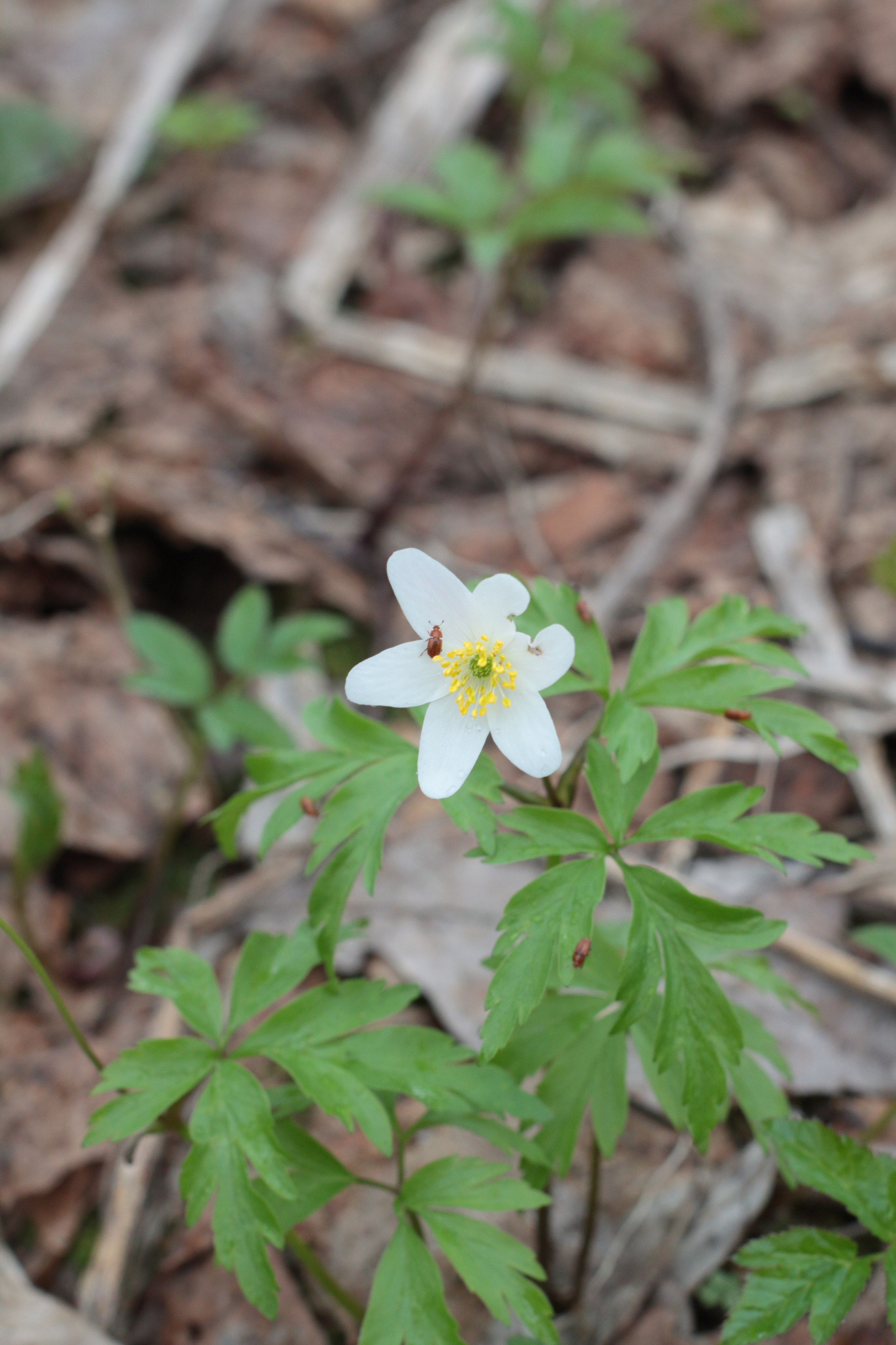 Старое природное, отбирала Katamount (Катерина Горохова). Главная