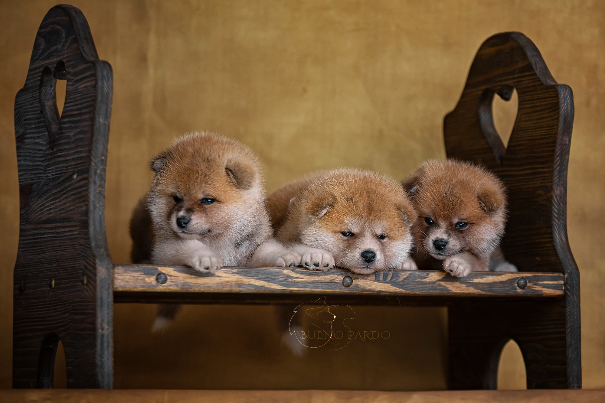 АКИТА. Kawaii Kuma питомник собак пород Корги пемброк, Акита ину, Сиба