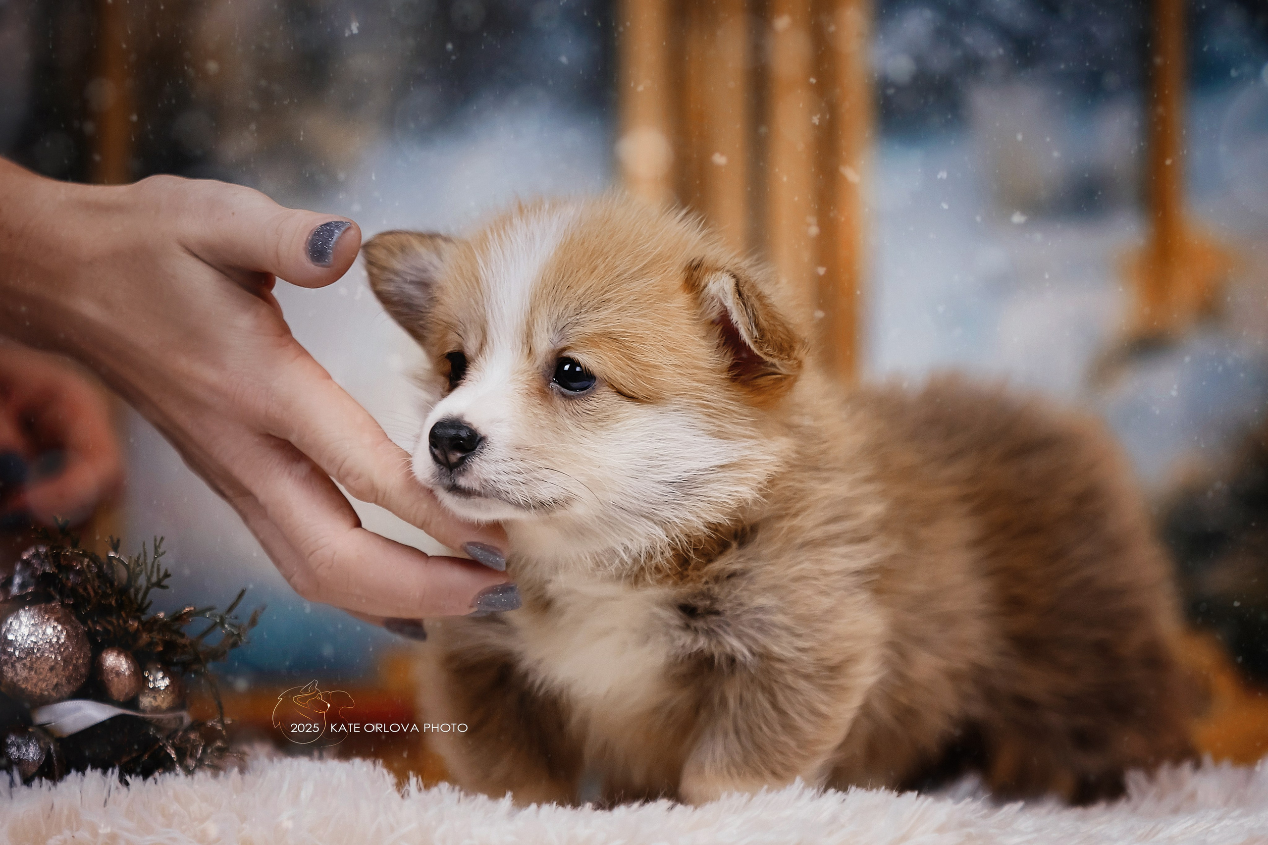 А — Кола и Цесей. Kawaii Kuma питомник собак пород Корги пемброк, Акита ину, Сиба
