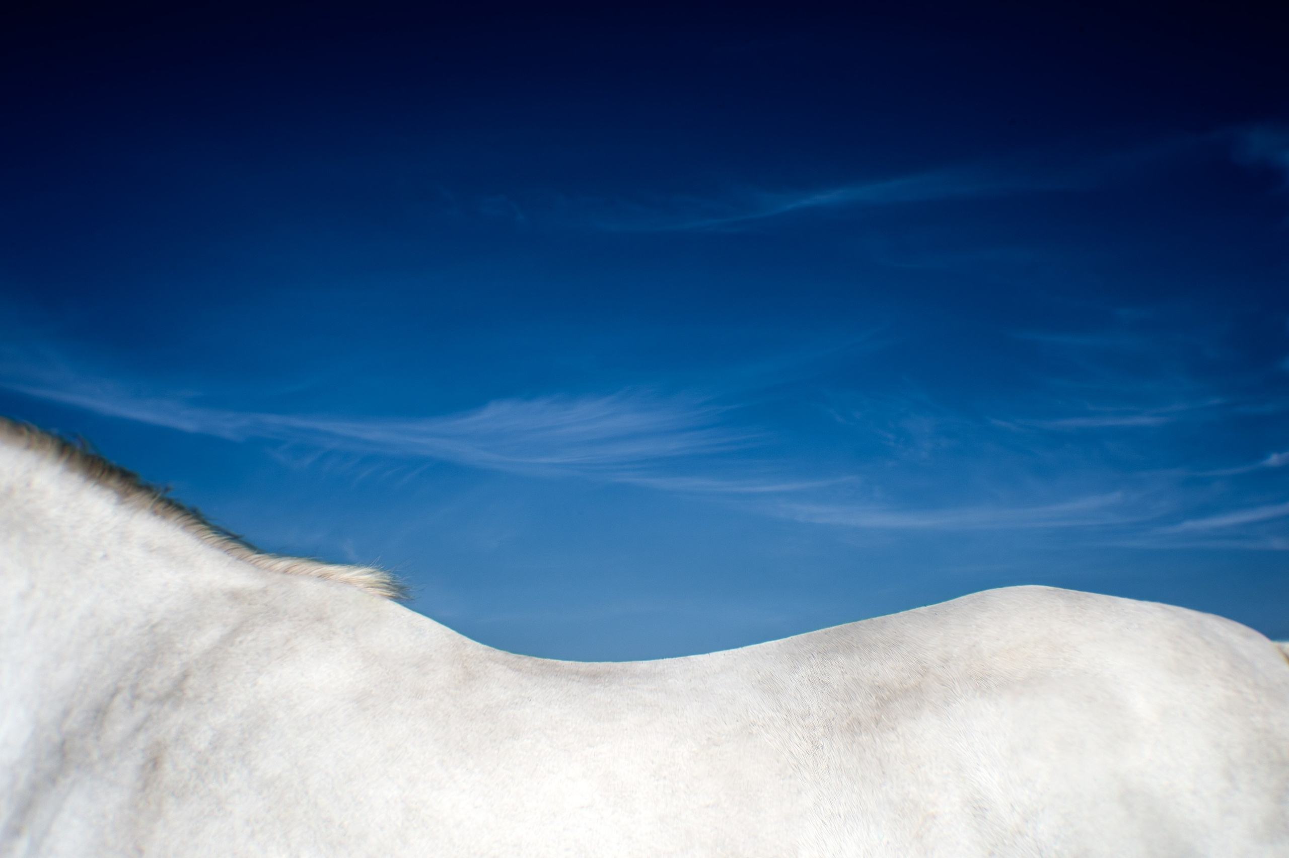 HORSES. LUMEN DUO Art photography for interiors