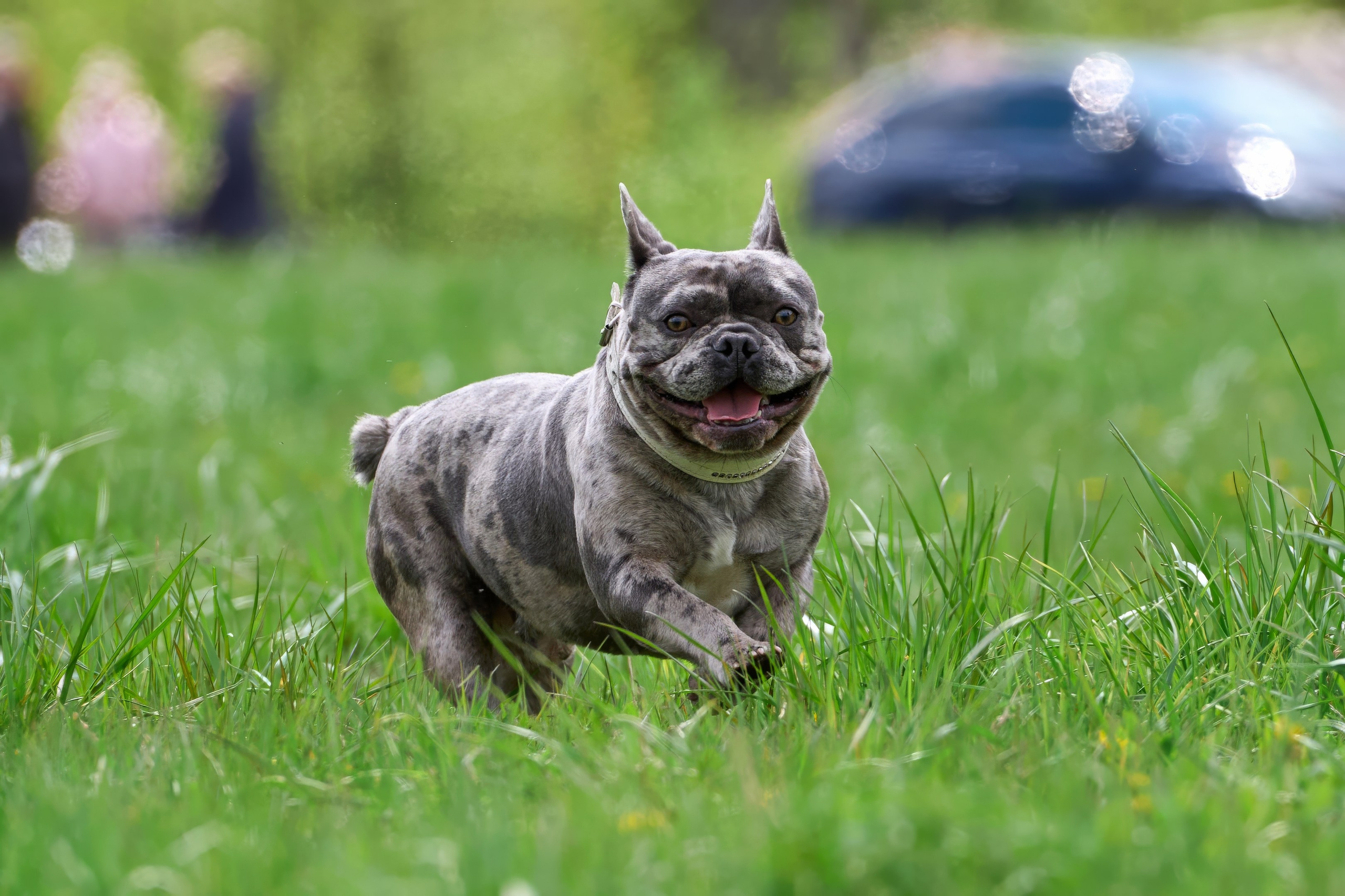 Тренировка по курсингу Донино. Фотограф-анималист Михаил Манухин