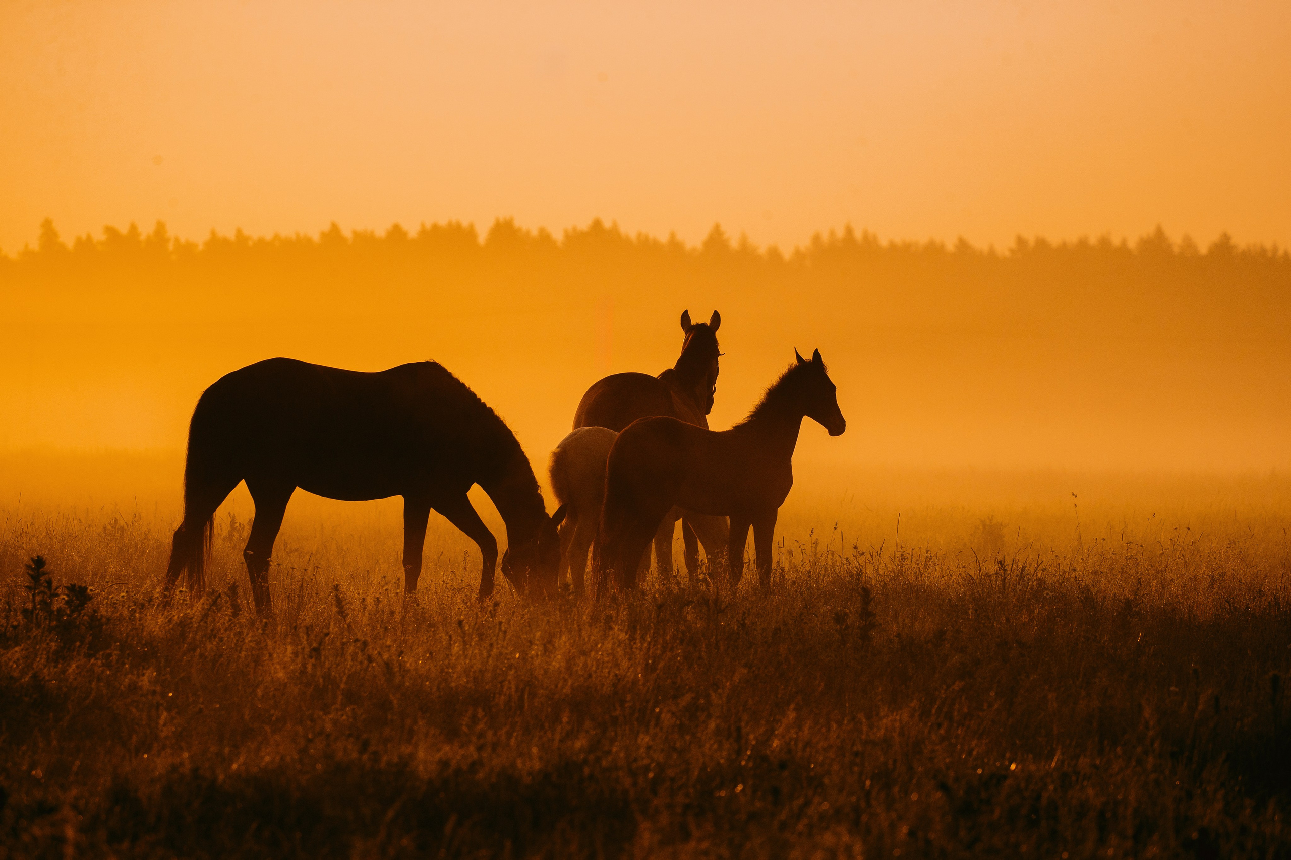 Рассвет. Фотограф-анималист Ксендзова Кристина