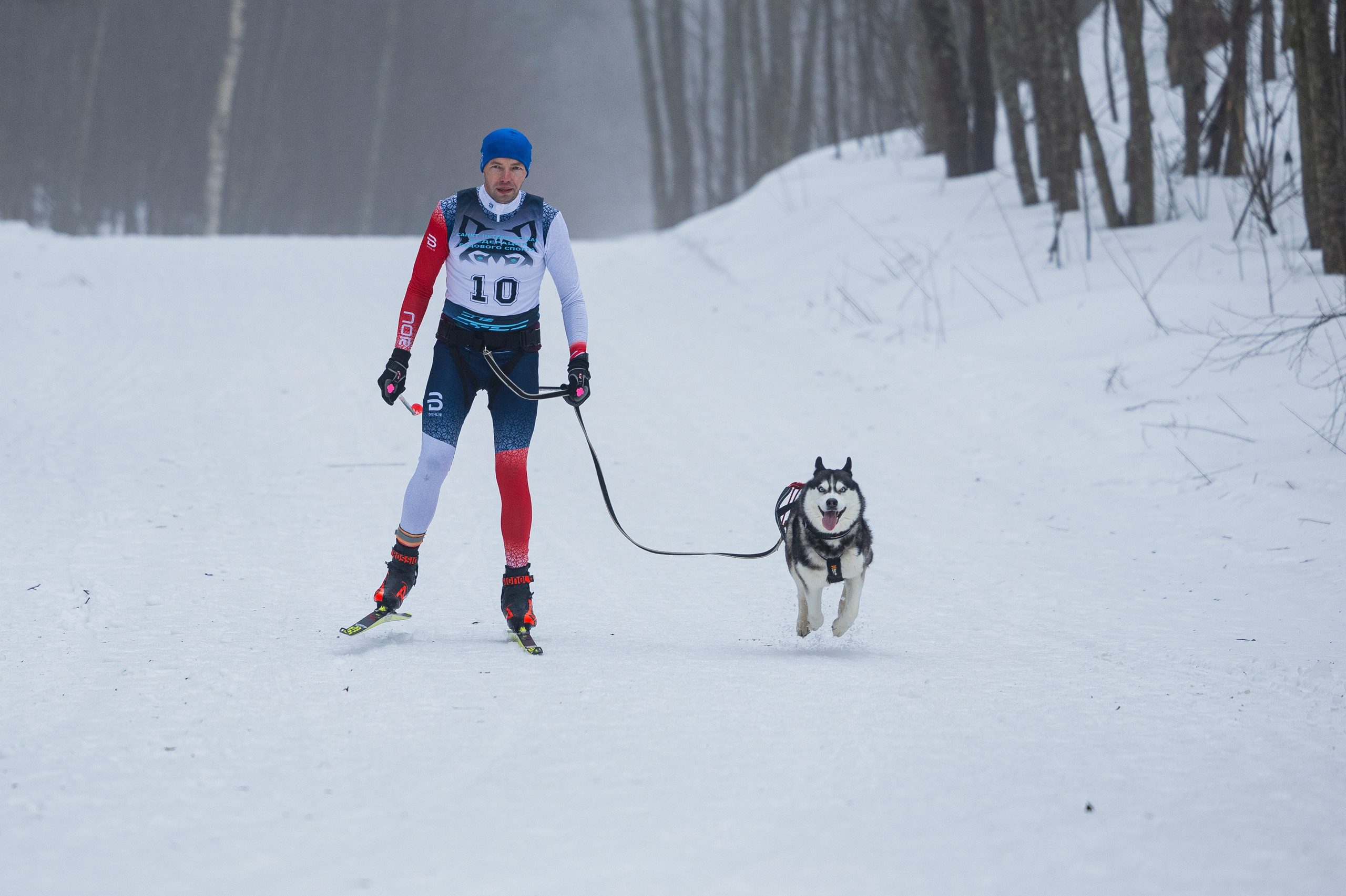 Зимний Чемпионат Санкт-Петербурга по ездовому спорту. Фотограф-анималист Анна Маринич